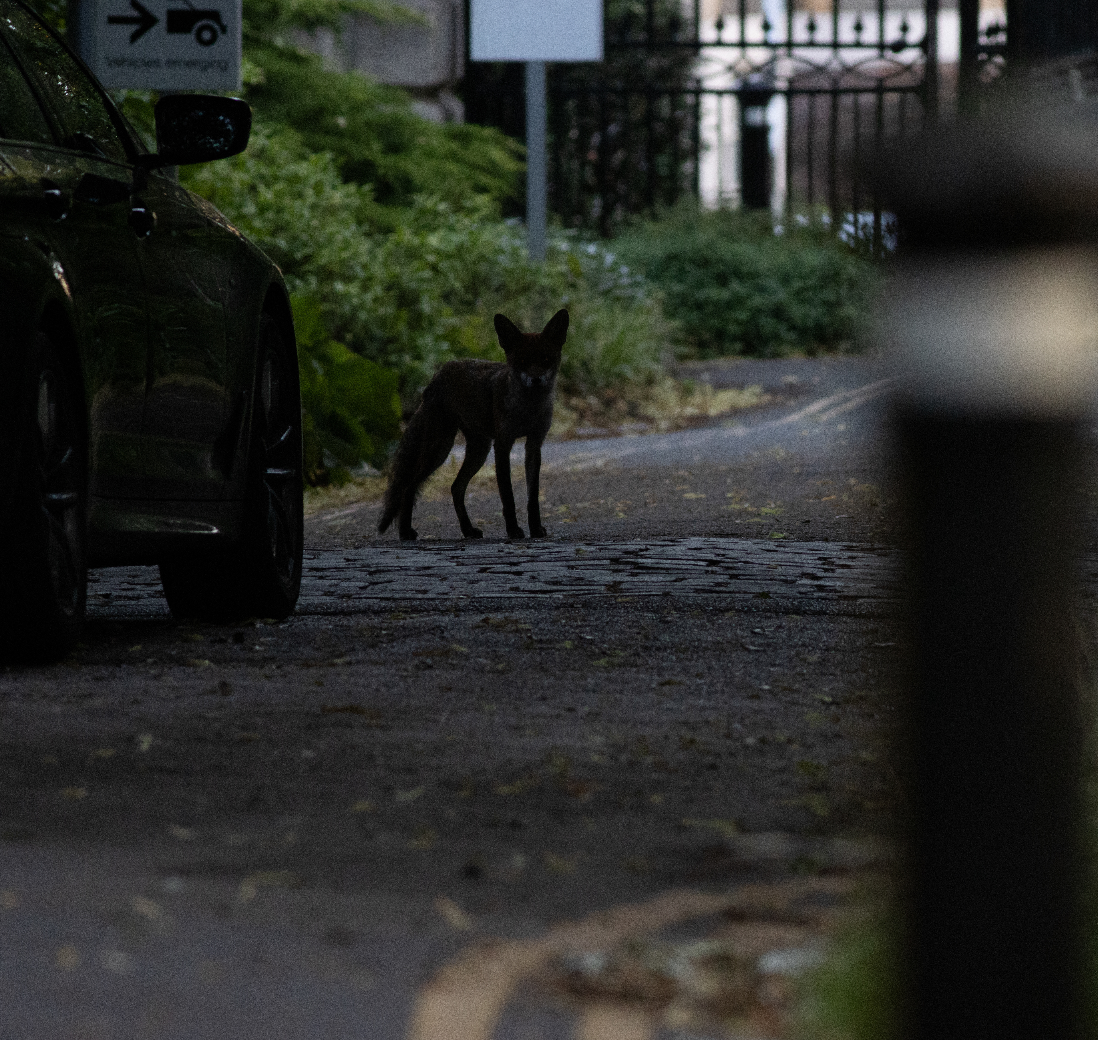 Red Fox - Bristol- UK