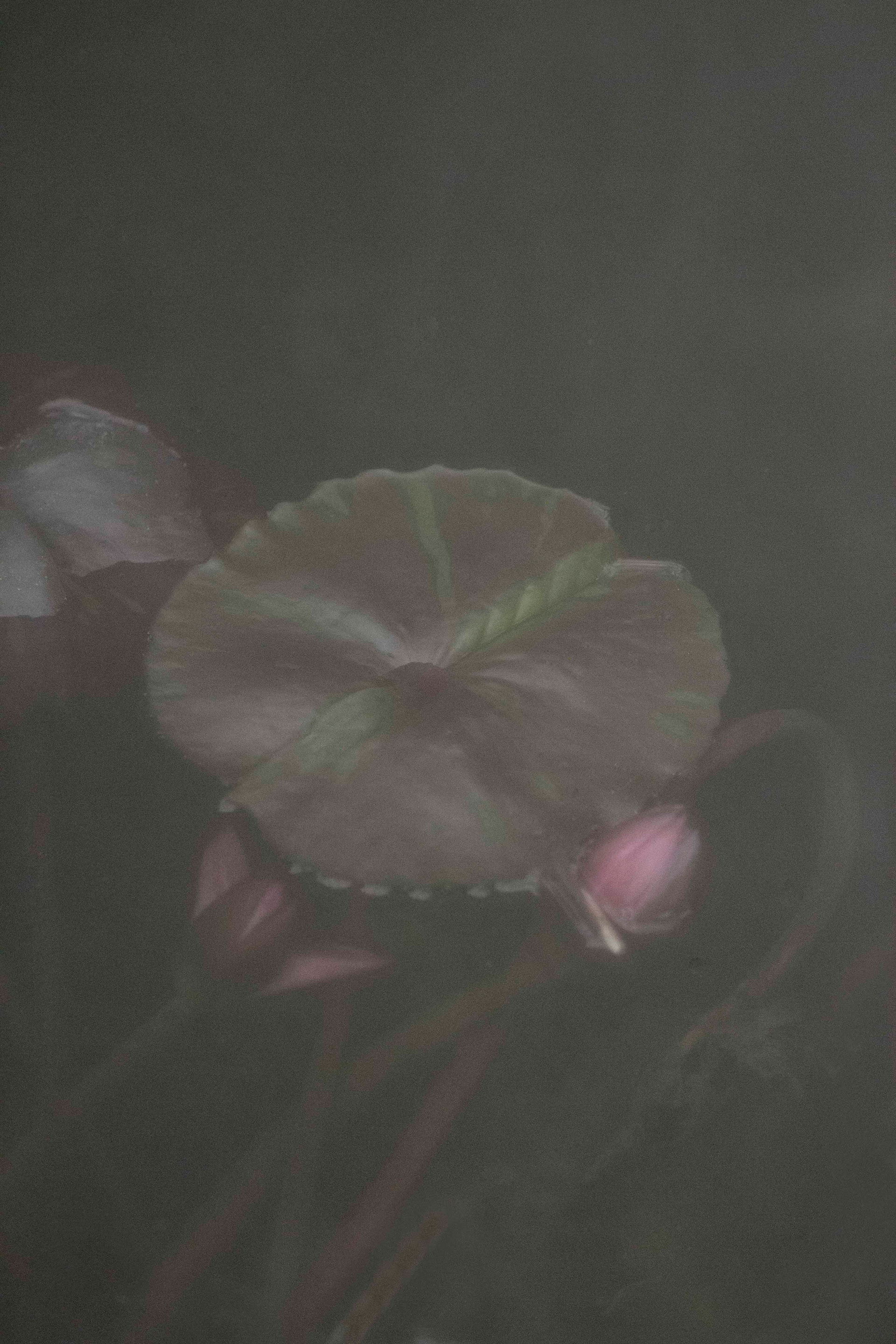 Imaginae 73