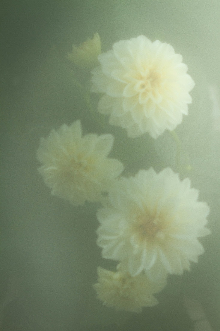 Imaginae 26