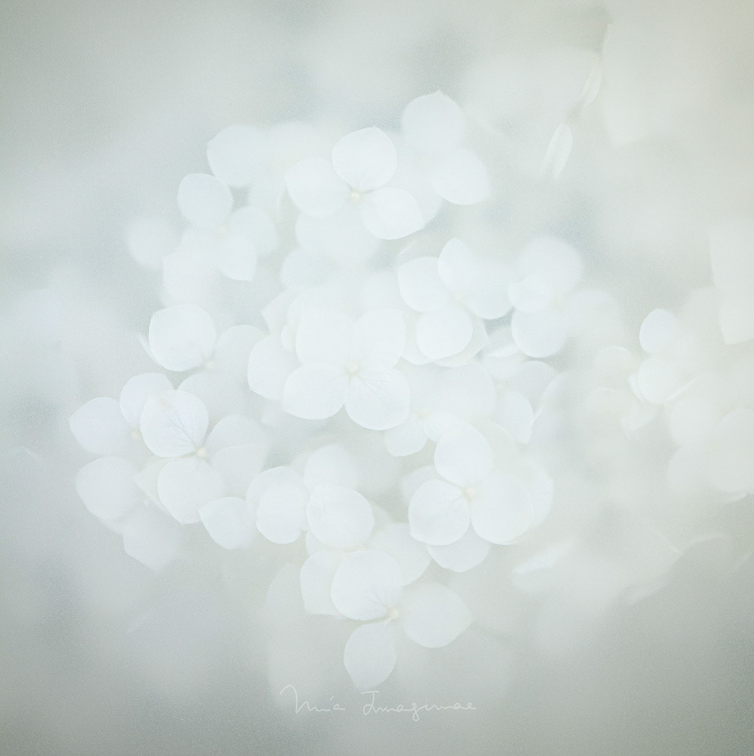 Imaginae 3