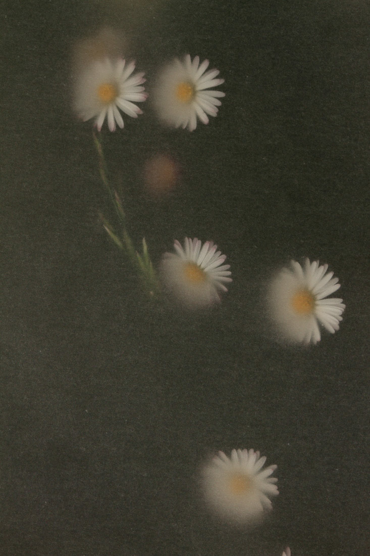 Imaginae 71