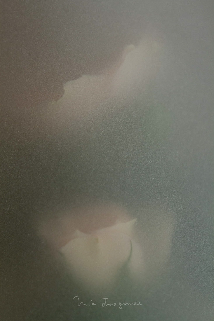 Imaginae 30