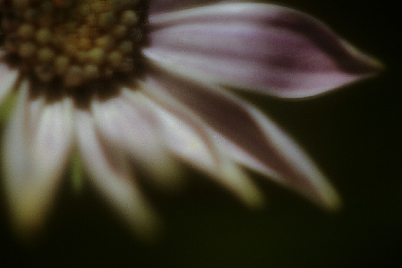 Imaginae 54