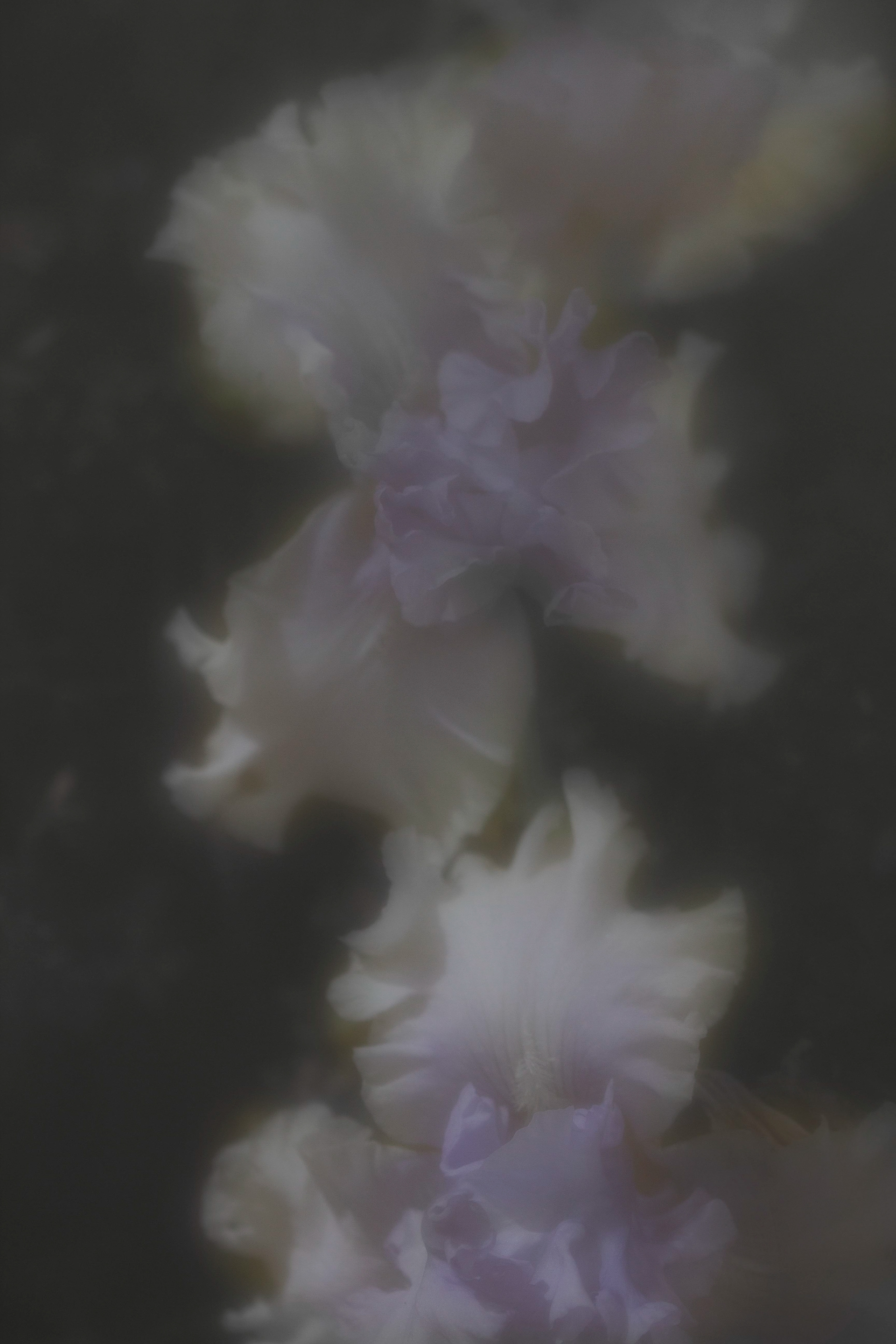 Imaginae 22