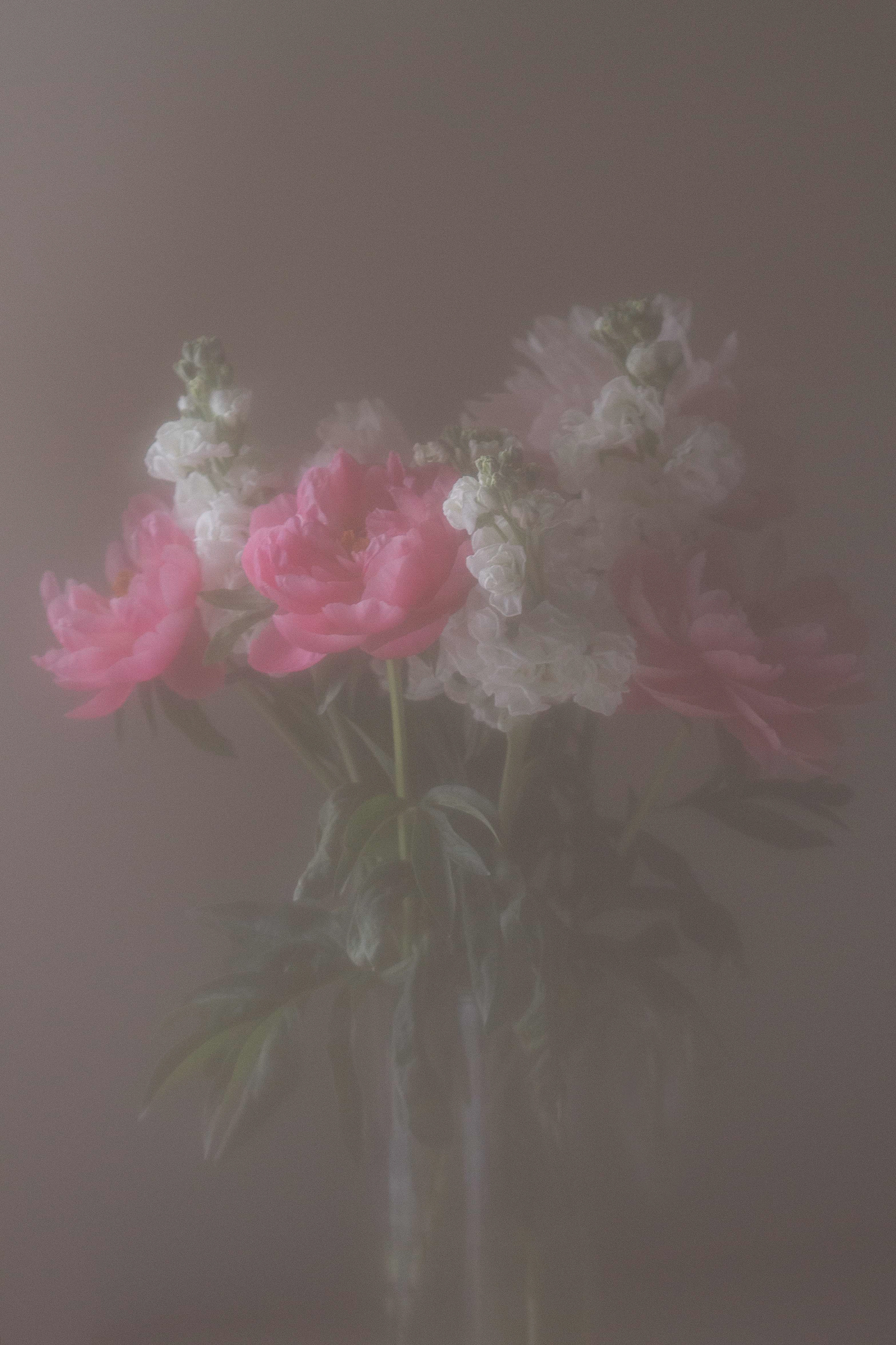 Imaginae 36