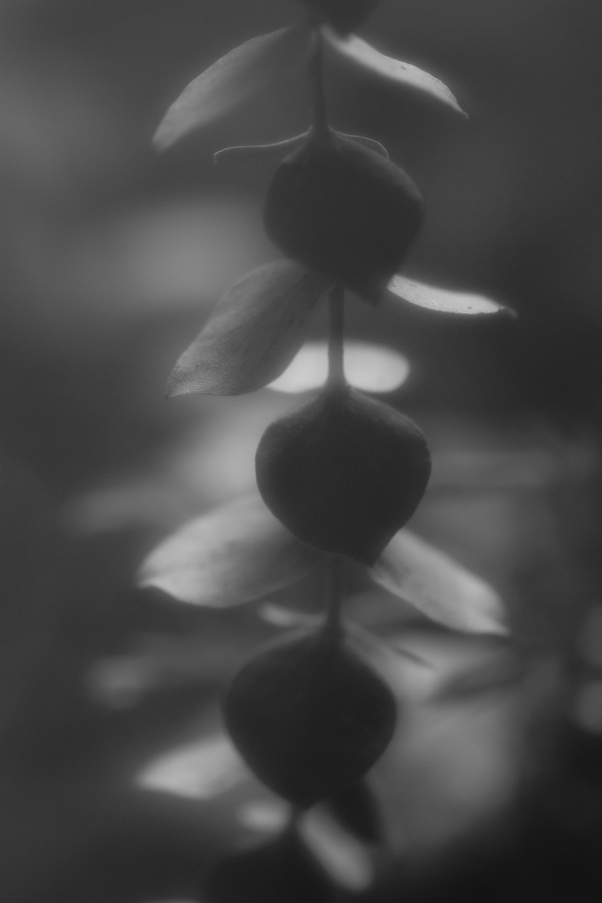 Imaginae 91