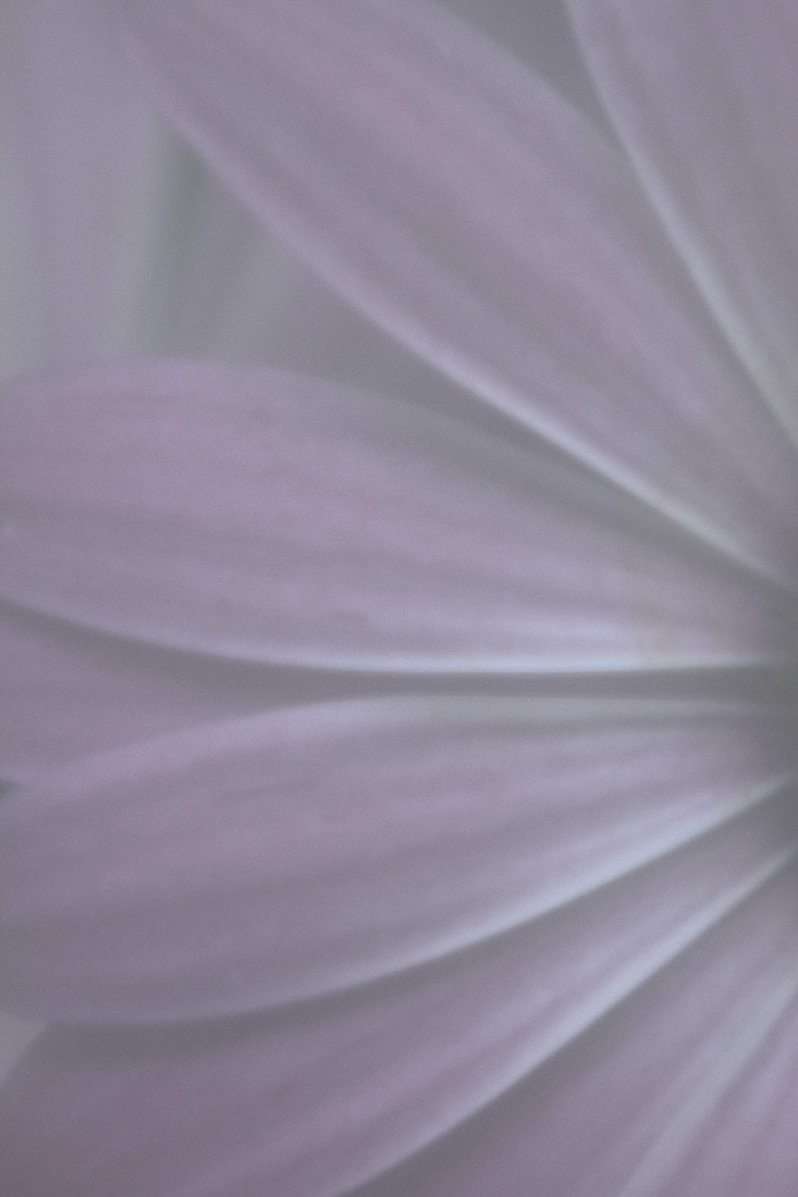 Imaginae 20