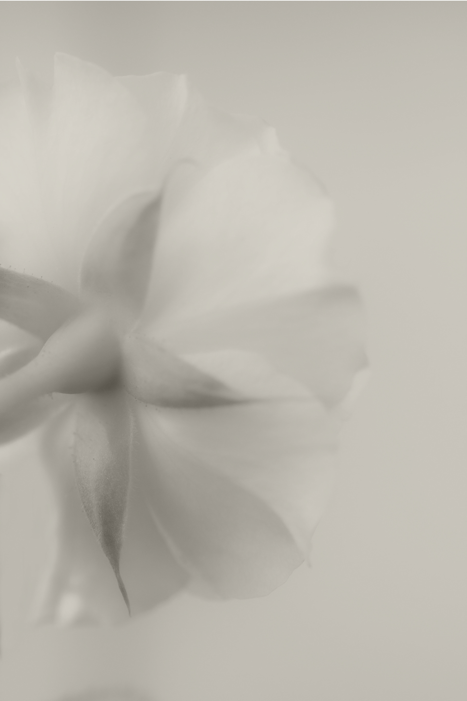 Imaginae 4