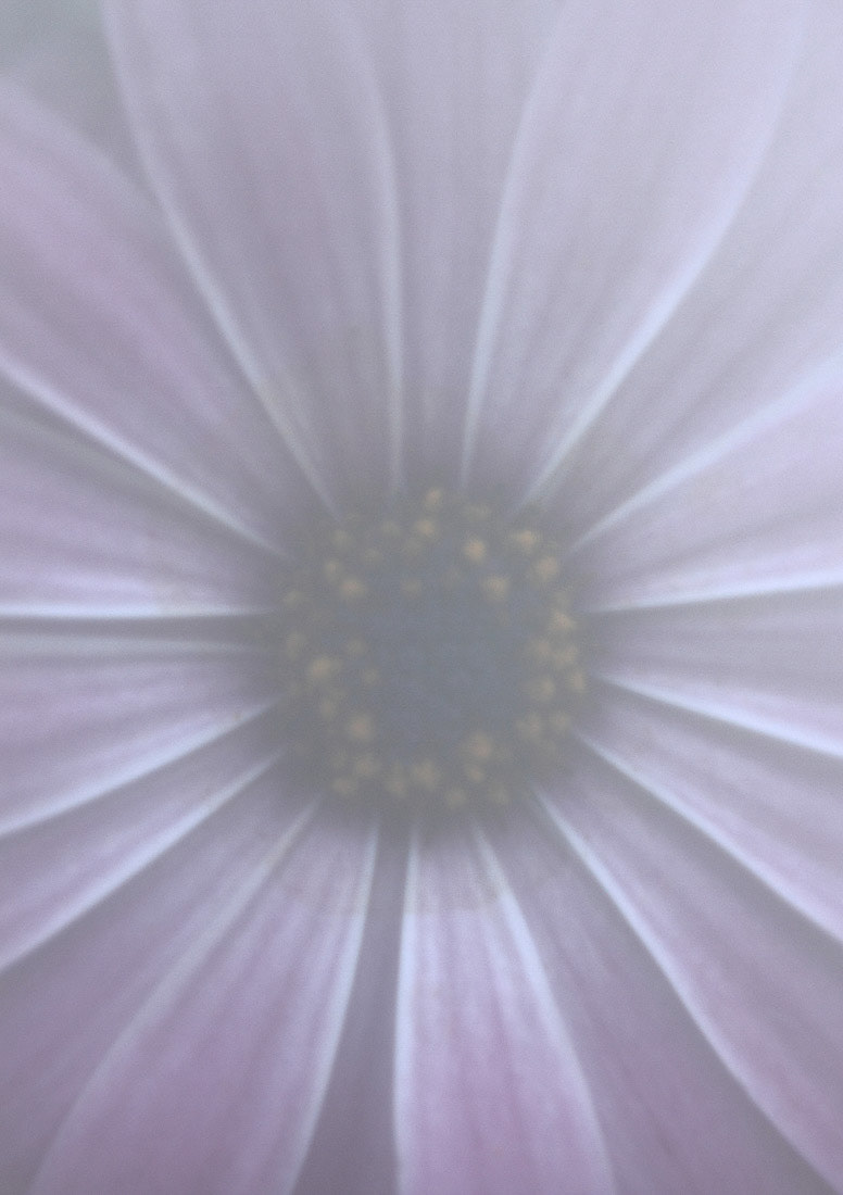 Imaginae 19