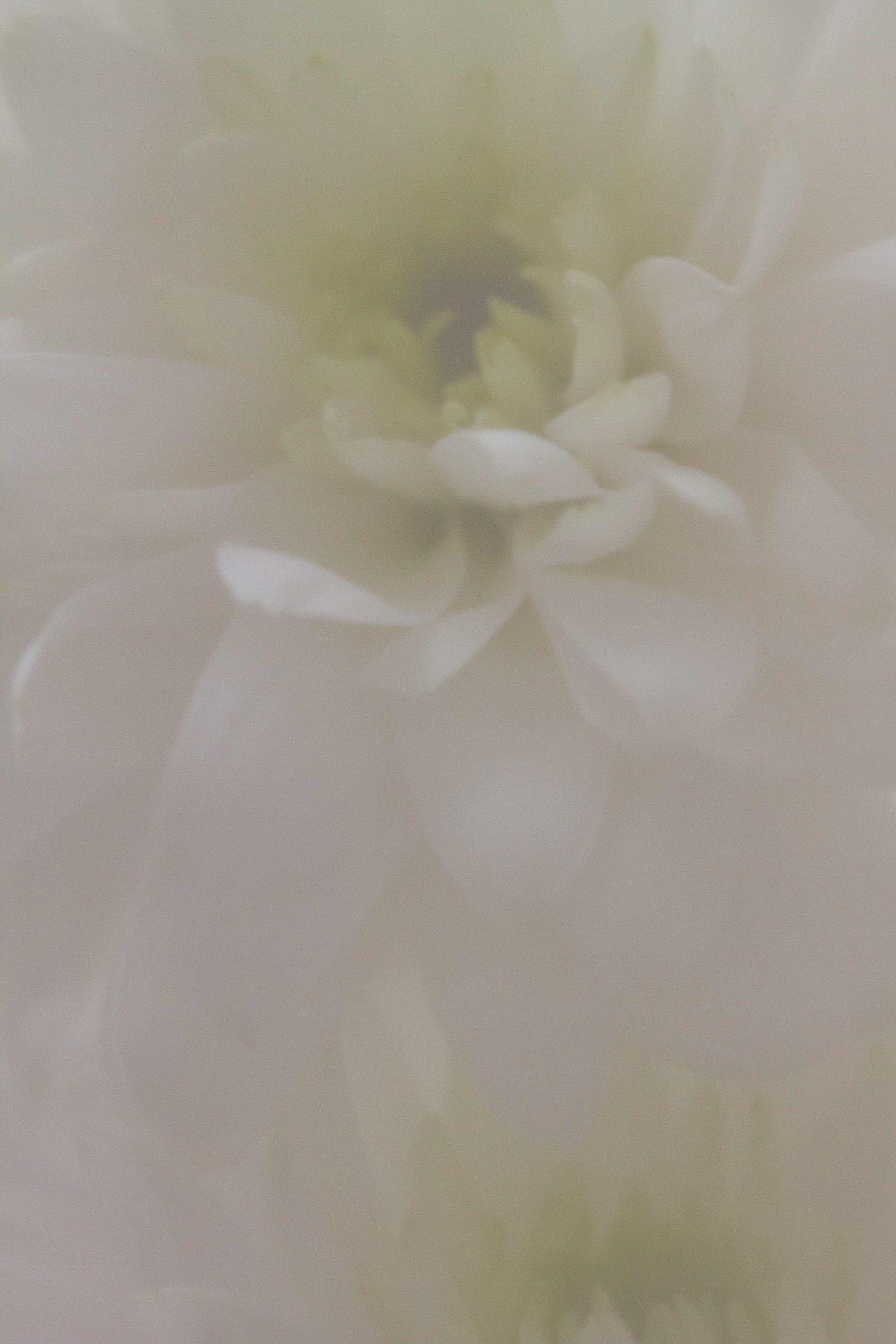 Imaginae 5