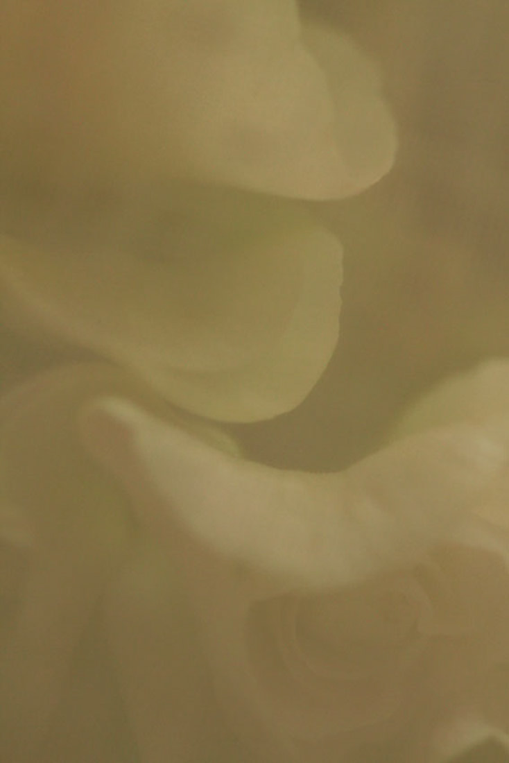 Imaginae 12