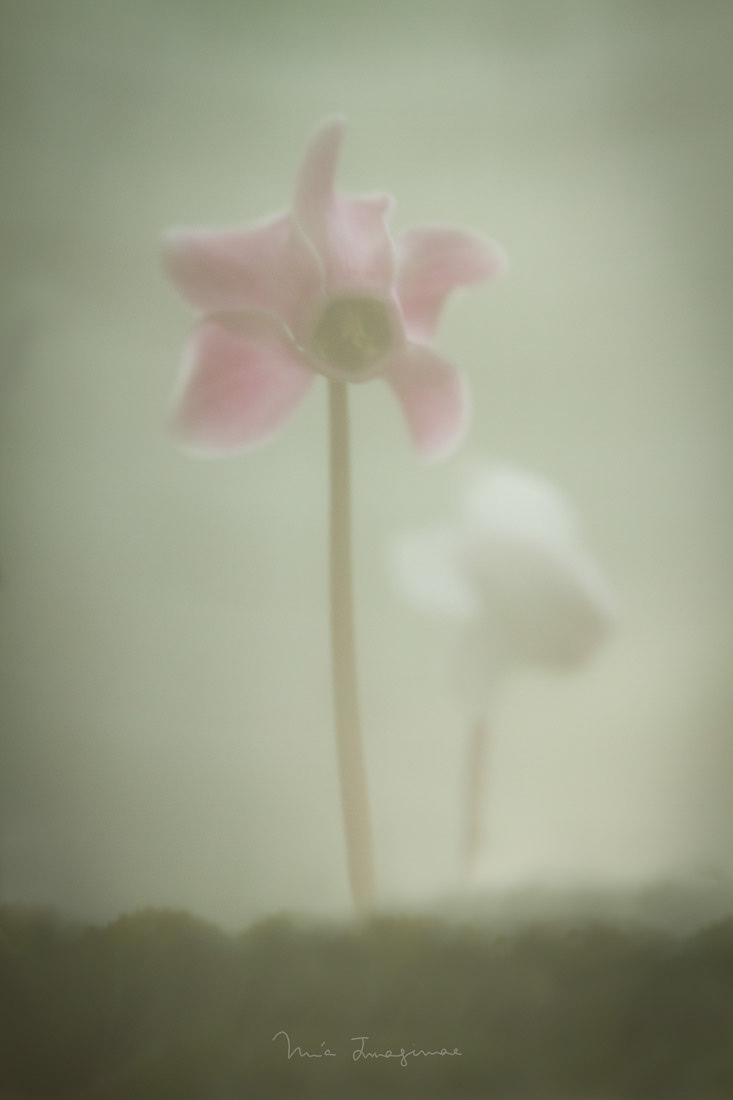 Imaginae 16