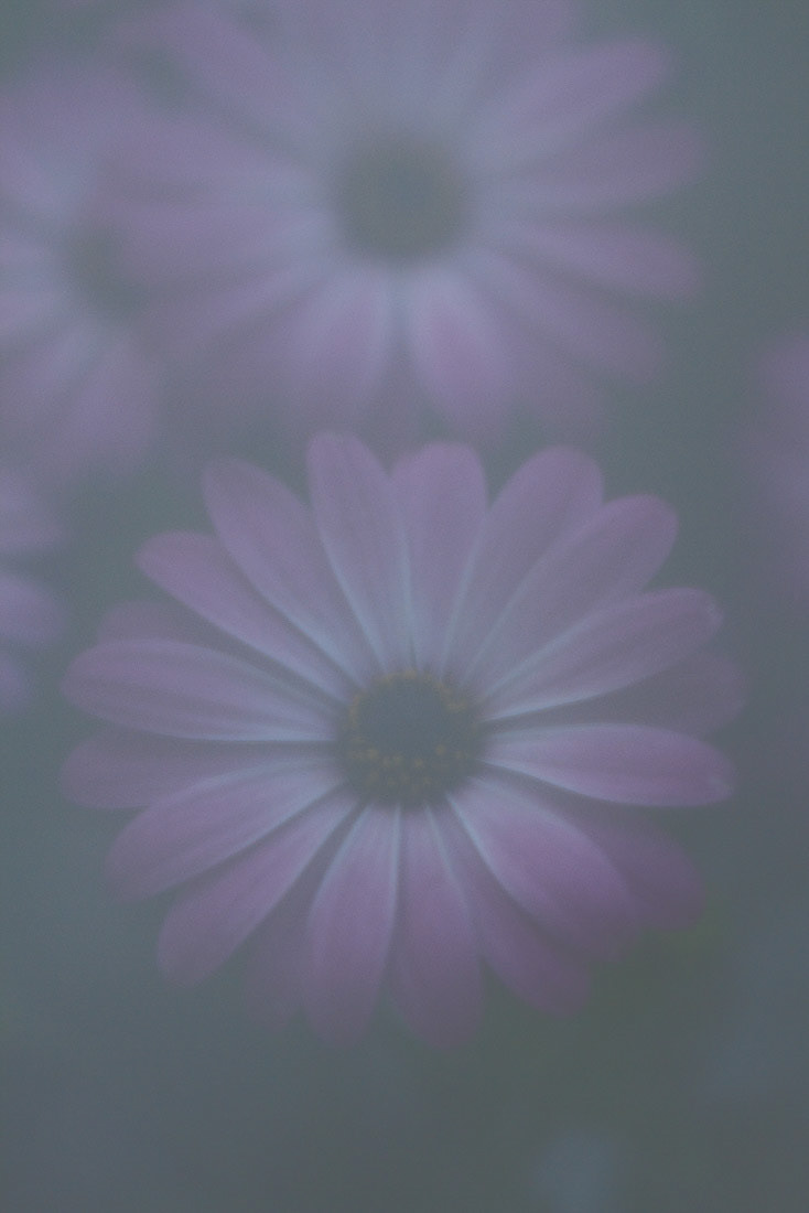 Imaginae 21