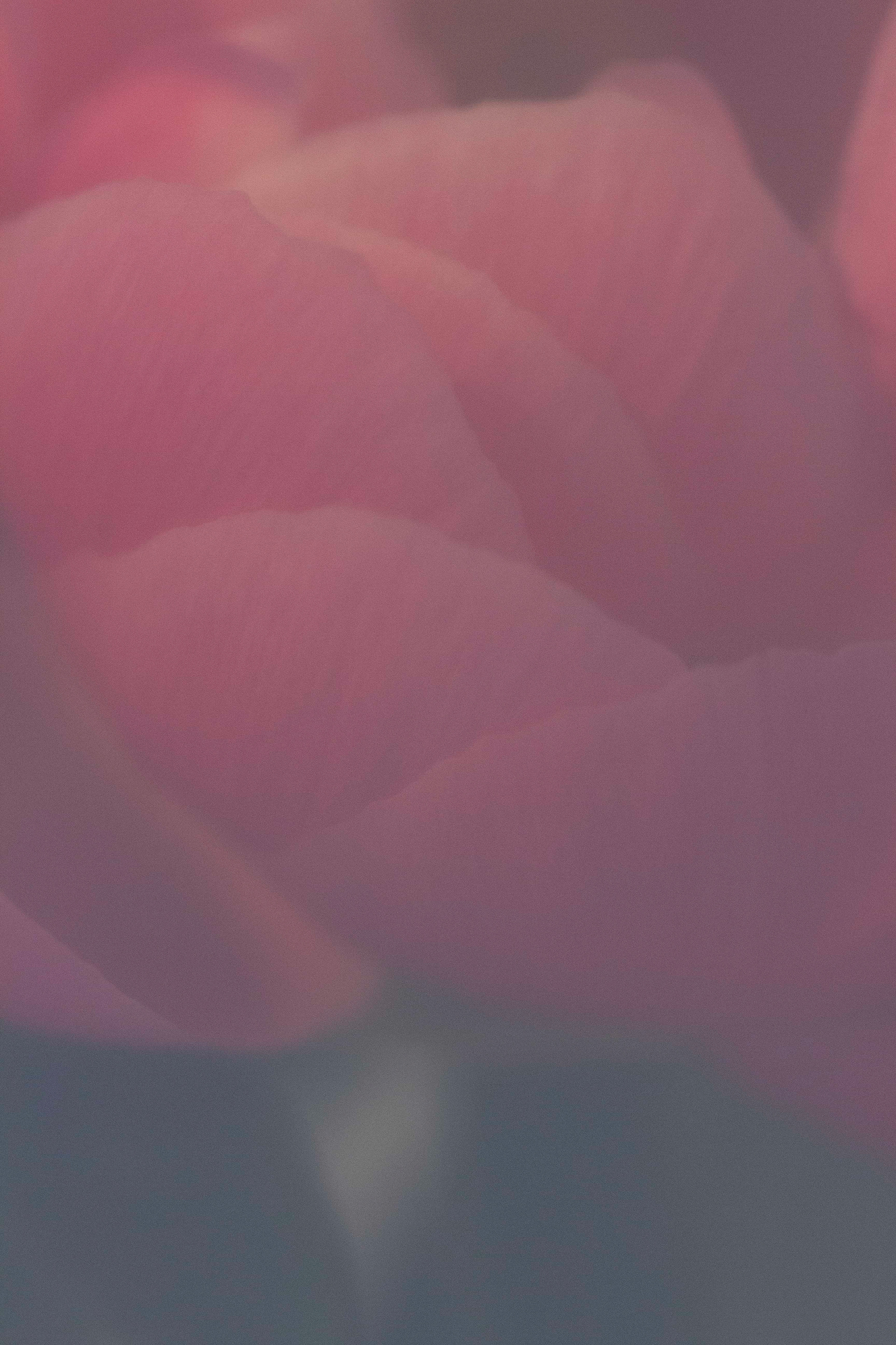 Imaginae 34