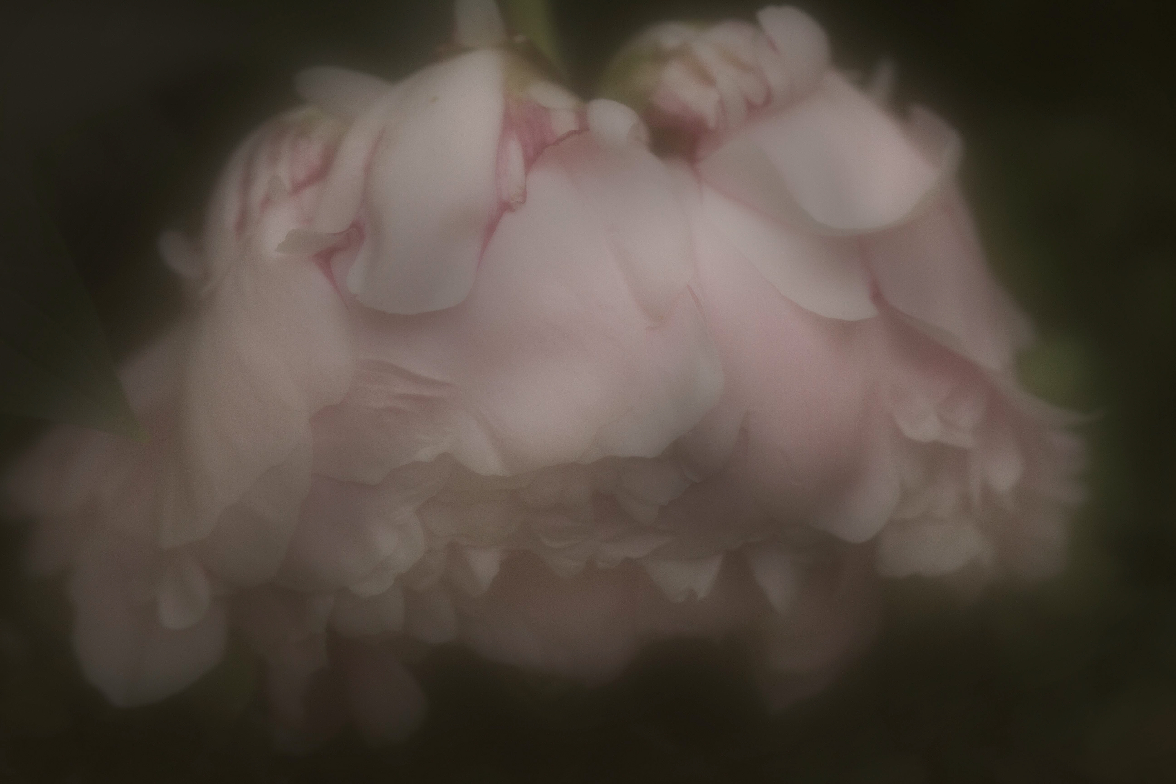 Imaginae 47
