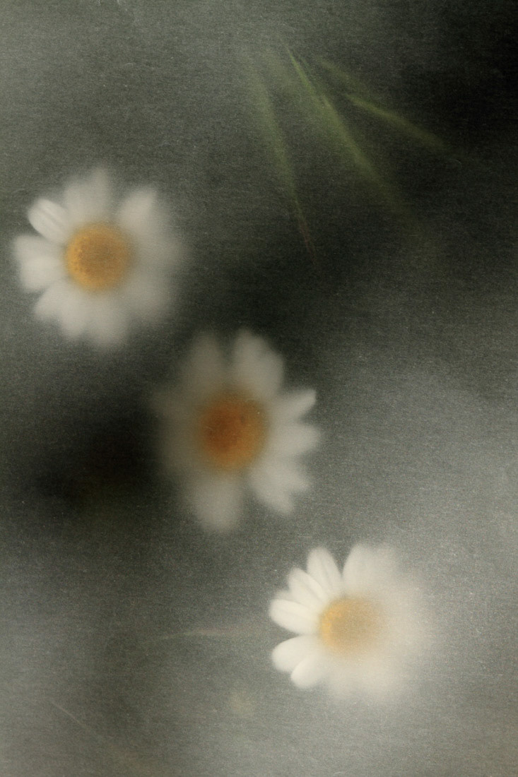 Imaginae 68