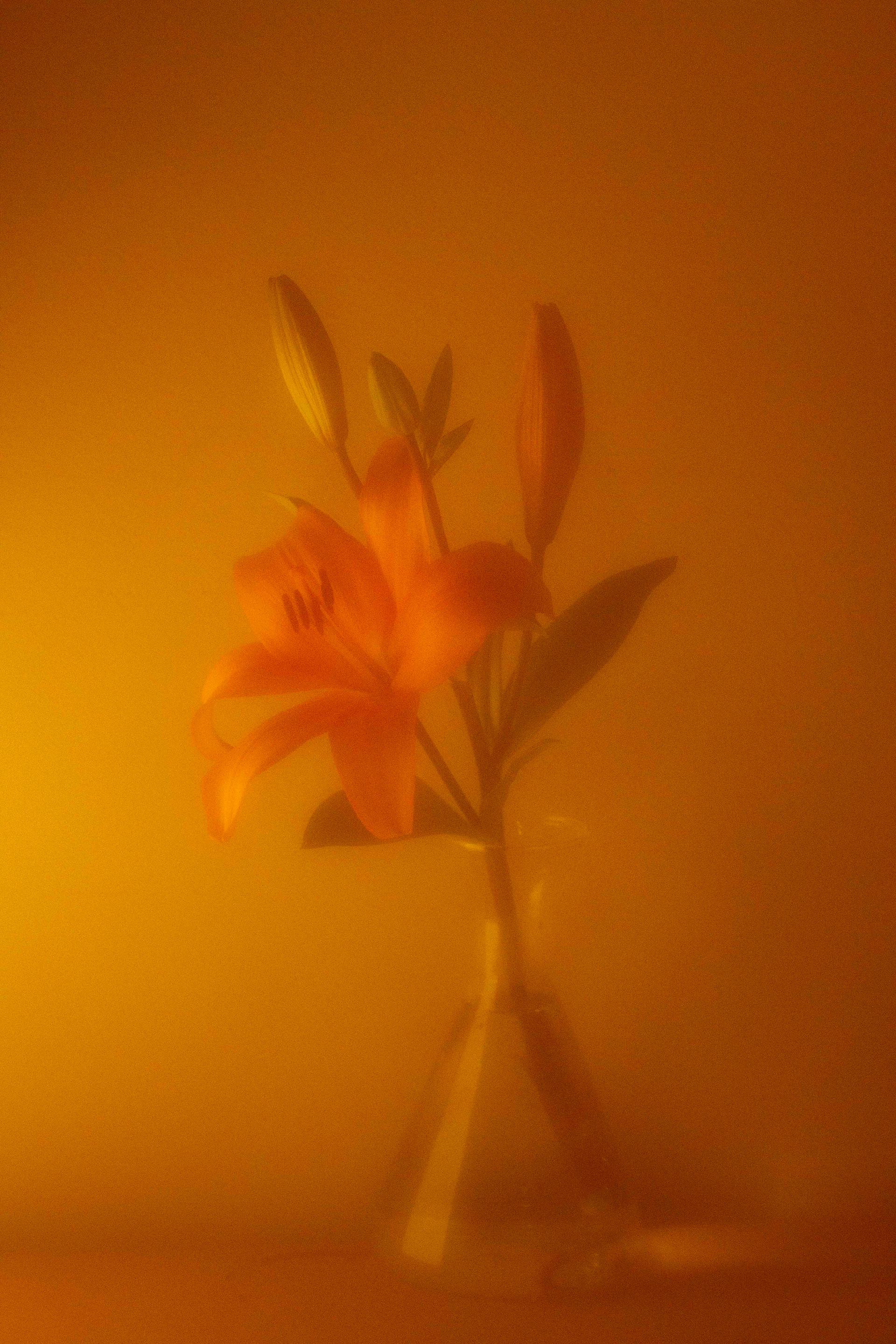 Imaginae 41