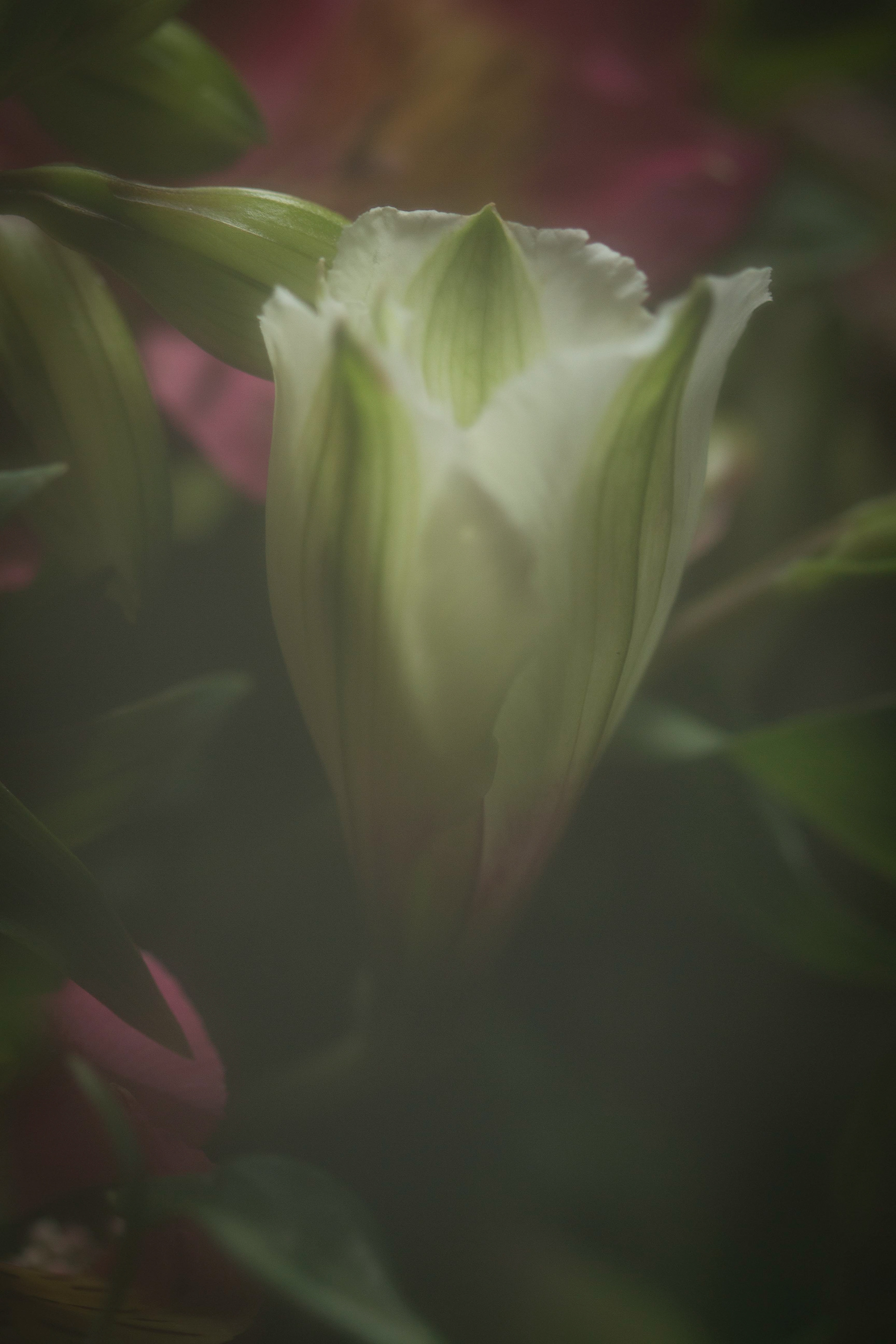 Imaginae 50