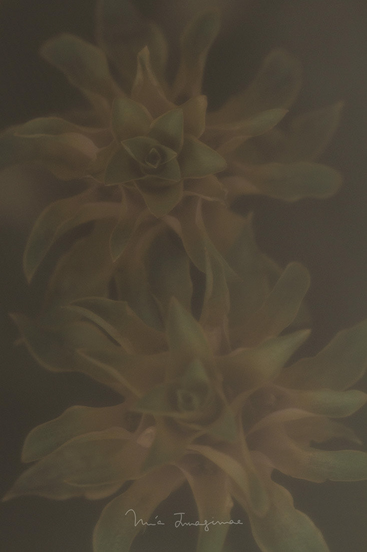 Imaginae 38