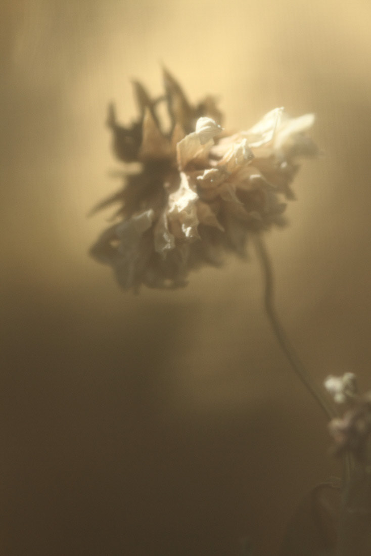 Imaginae 55
