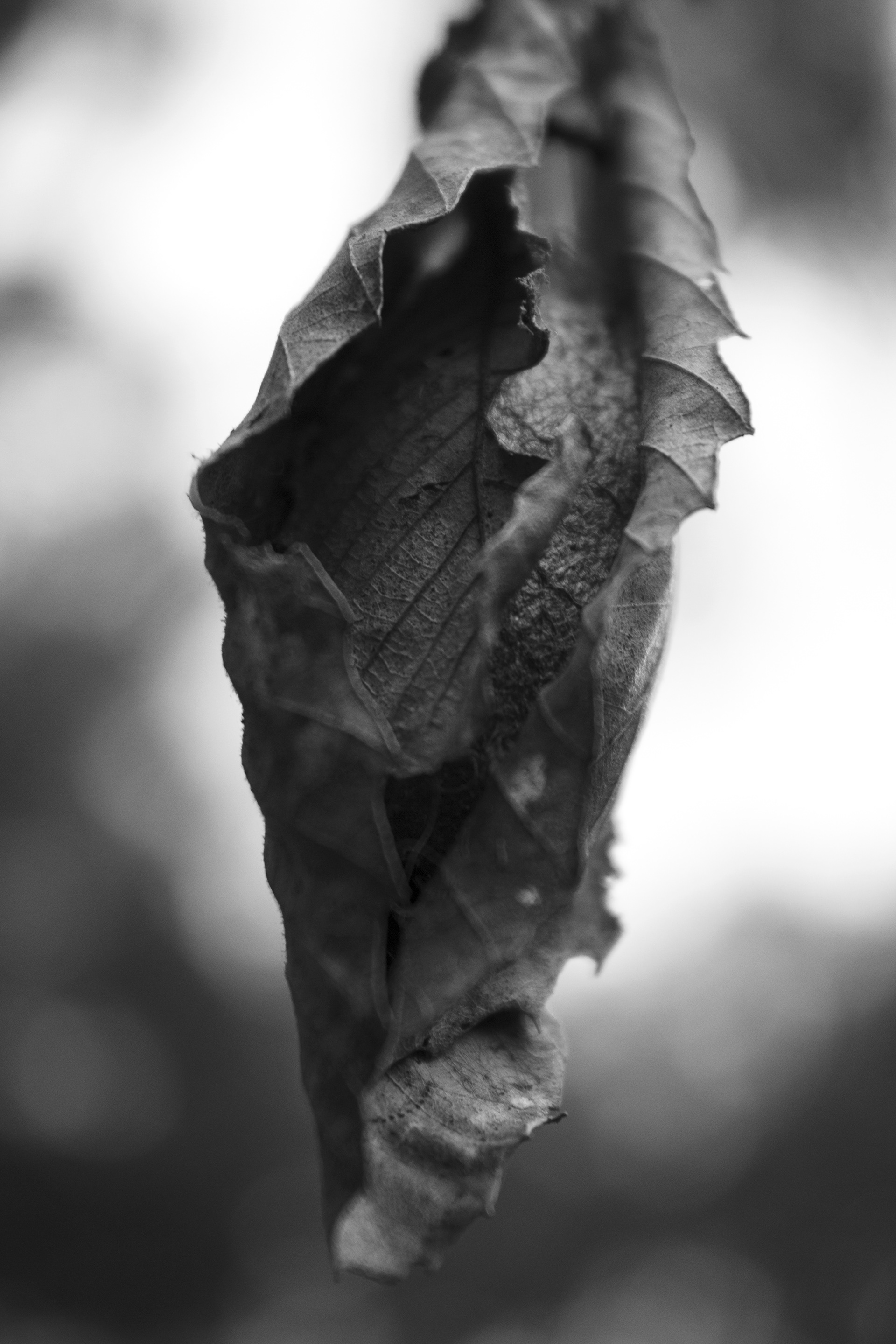Black and White Photography