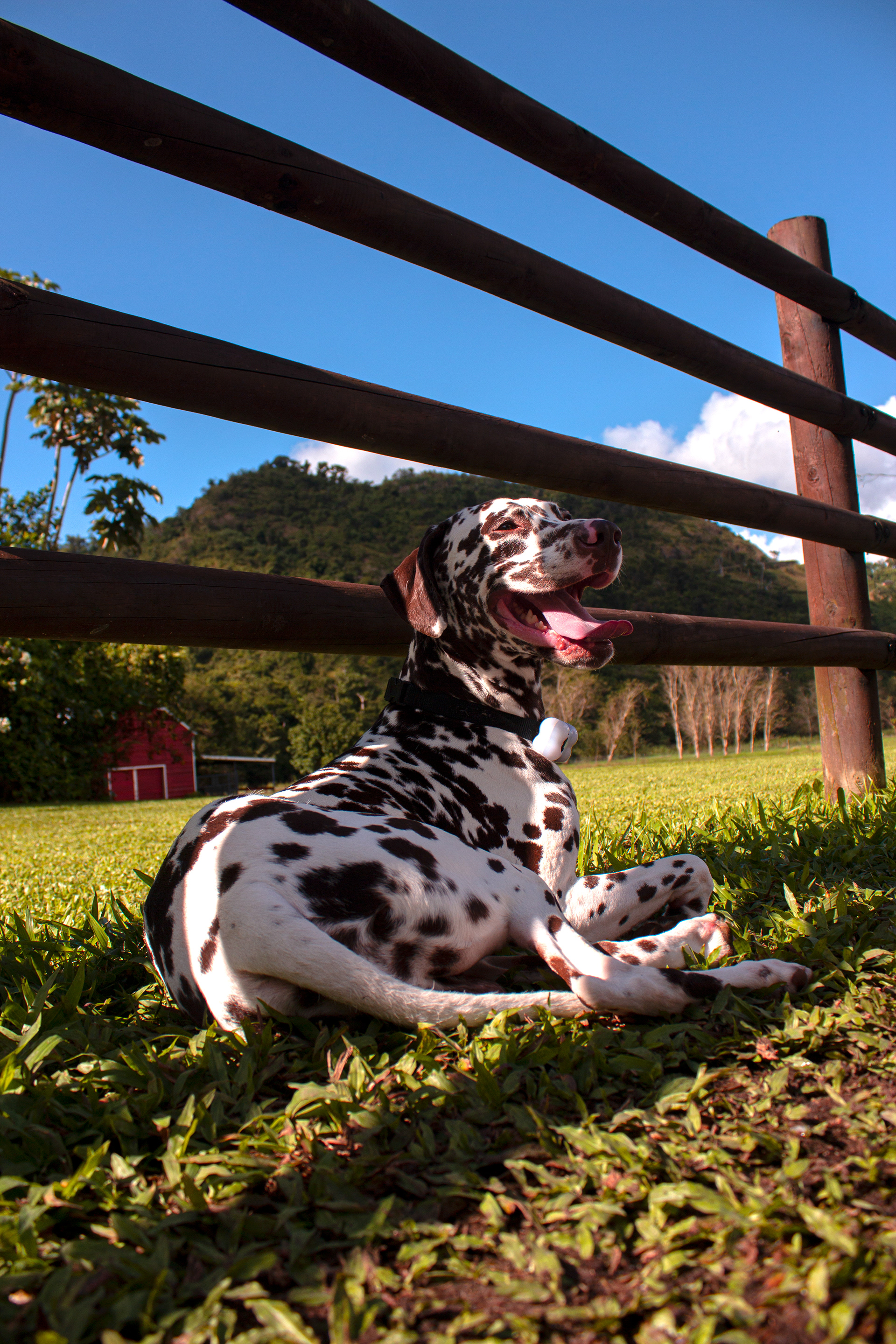 Pet Photography