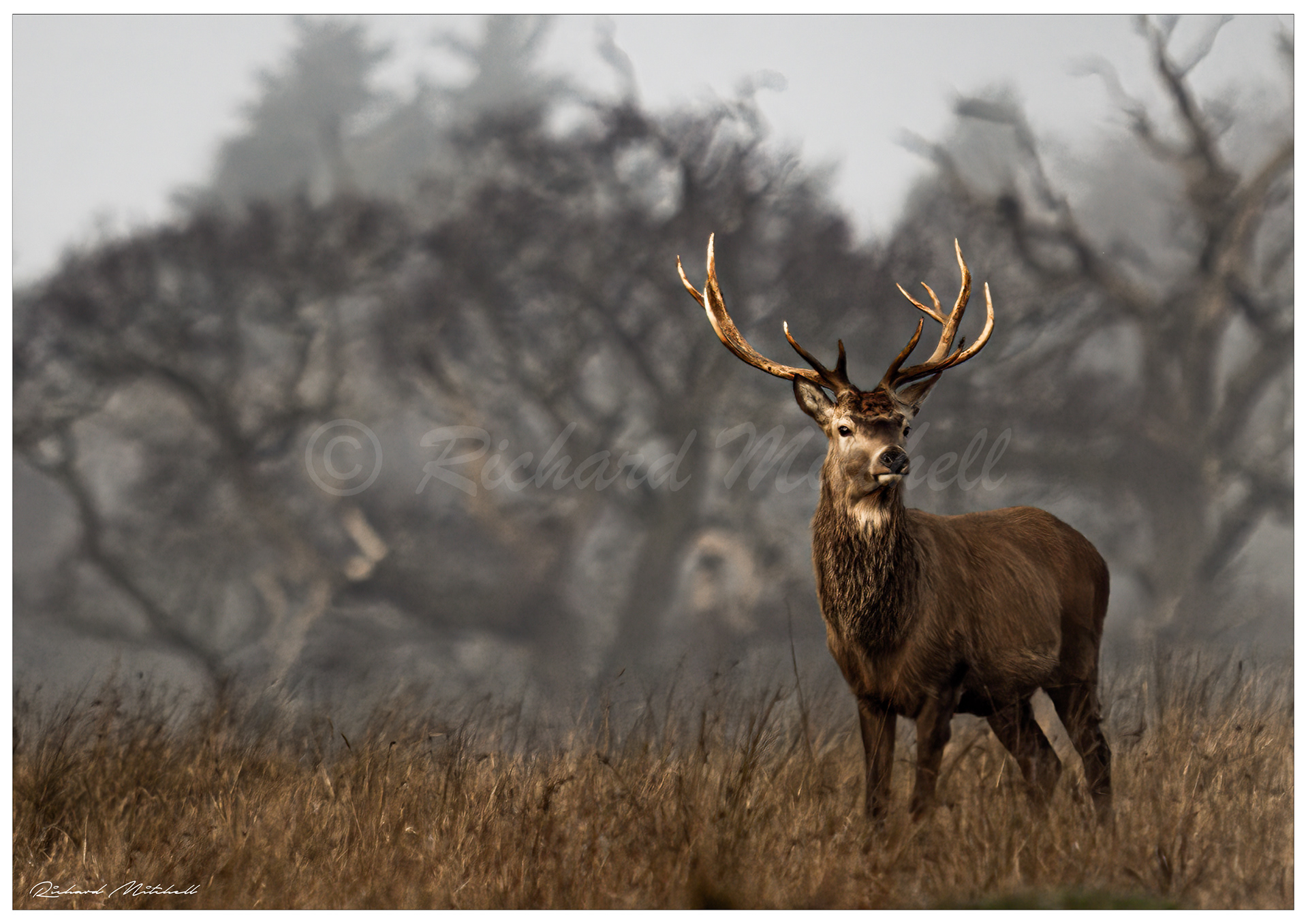 Red Stag 2
