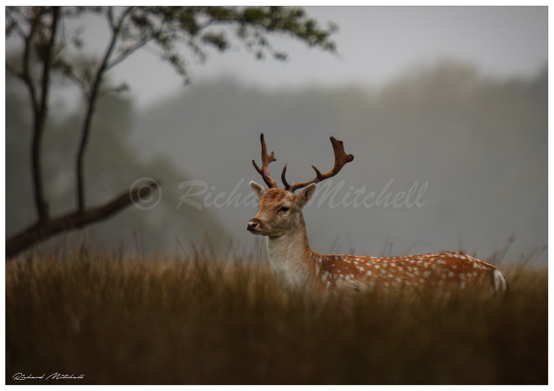Fallow Stag 1