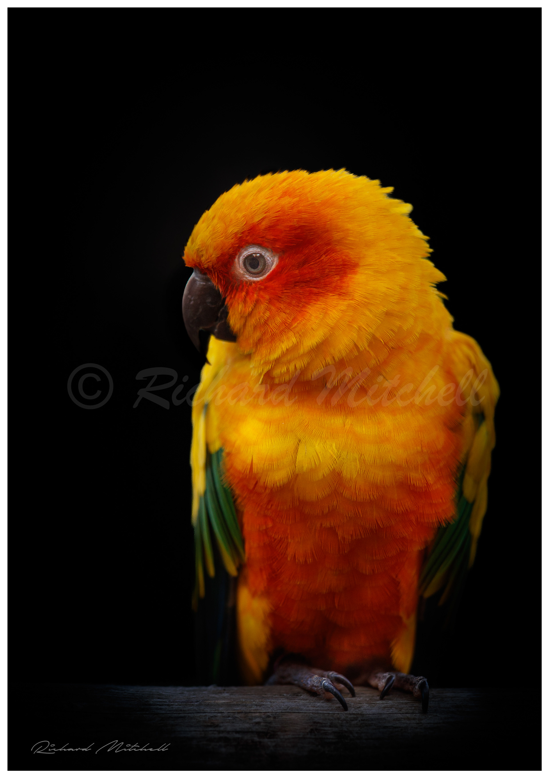 Sun Conure