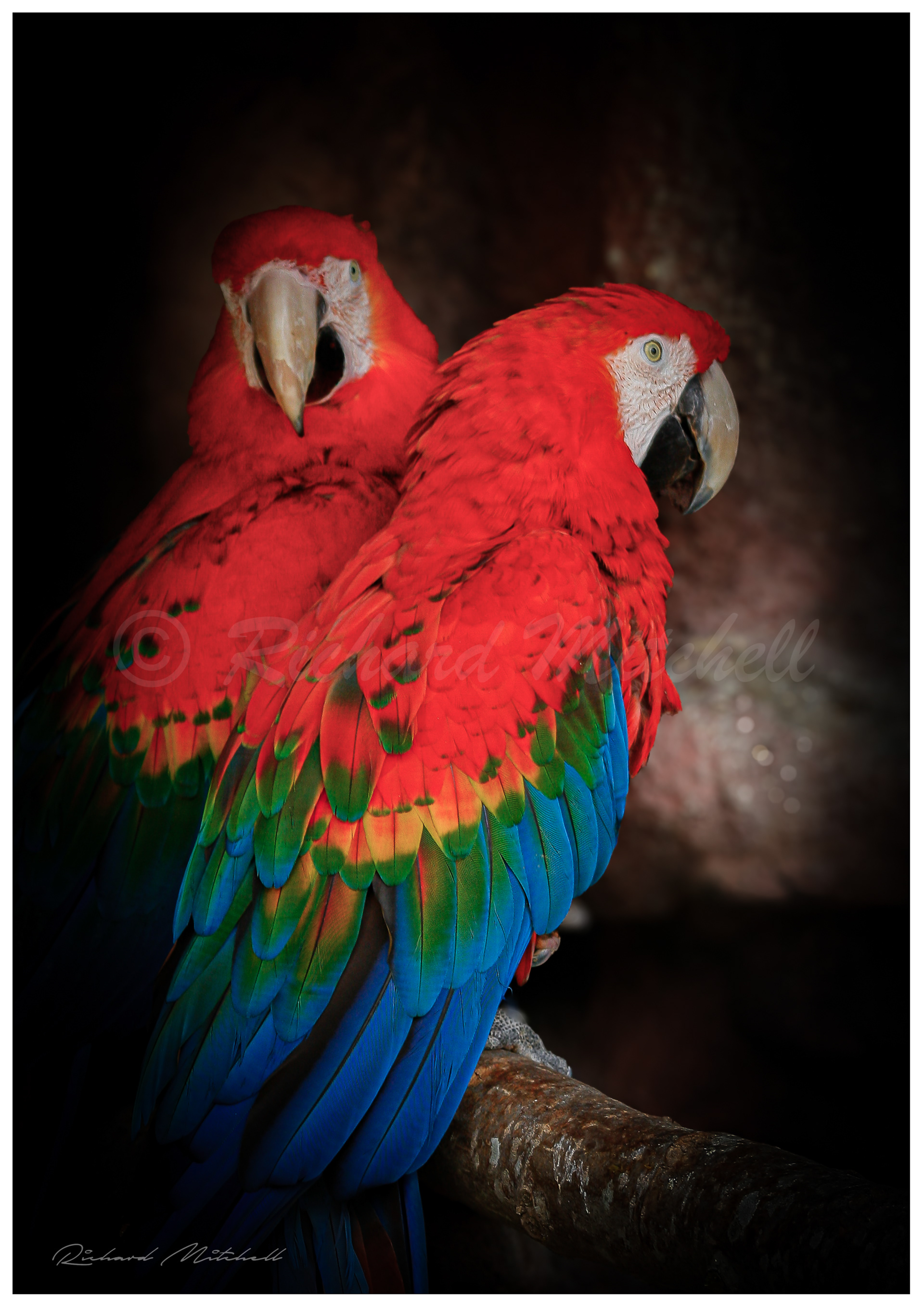 Scarlet Macaw 1