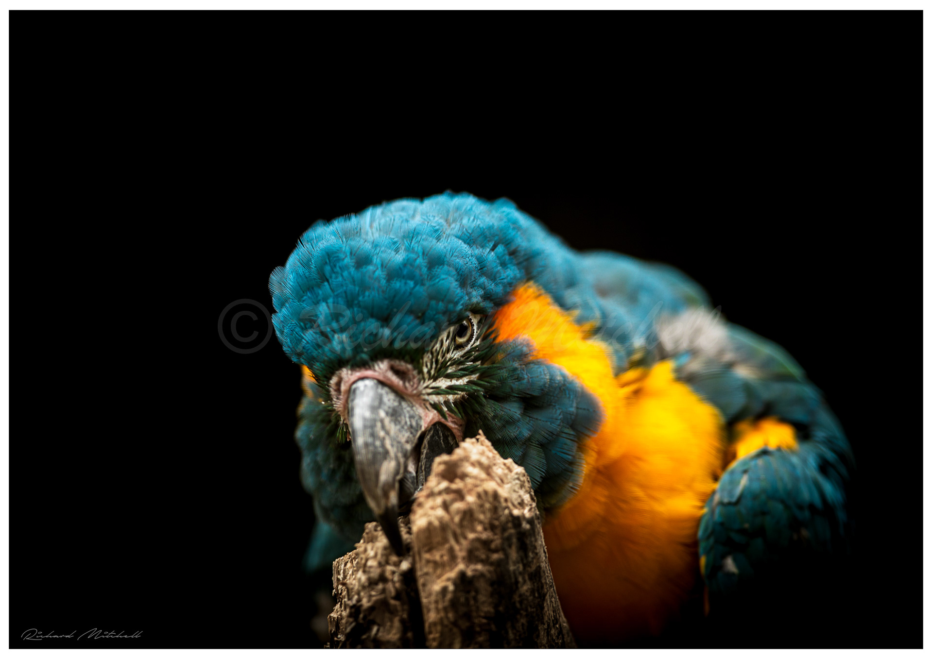 Blue Throated Macaw 2