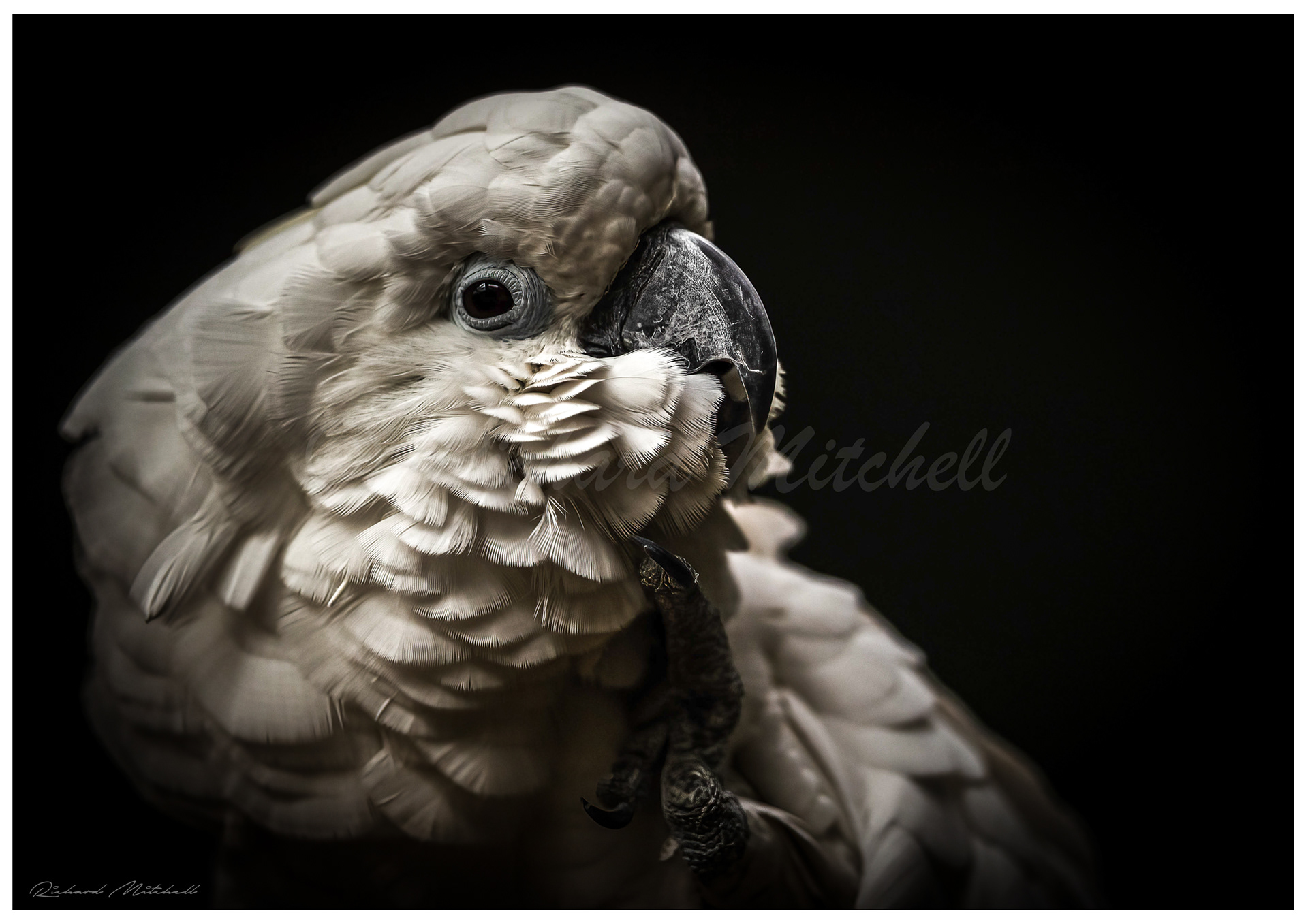 Cockatoo 2