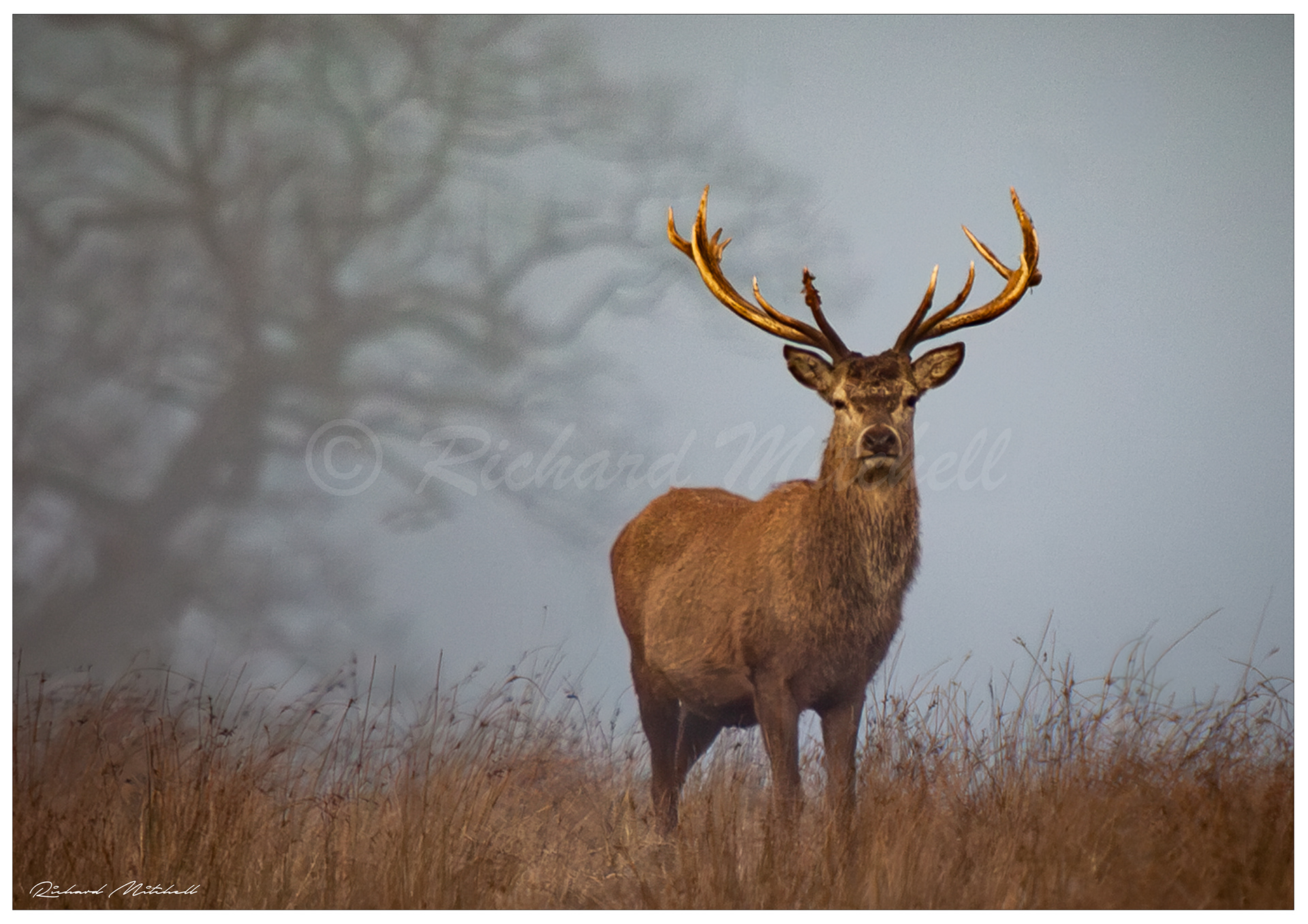 Red Stag 4