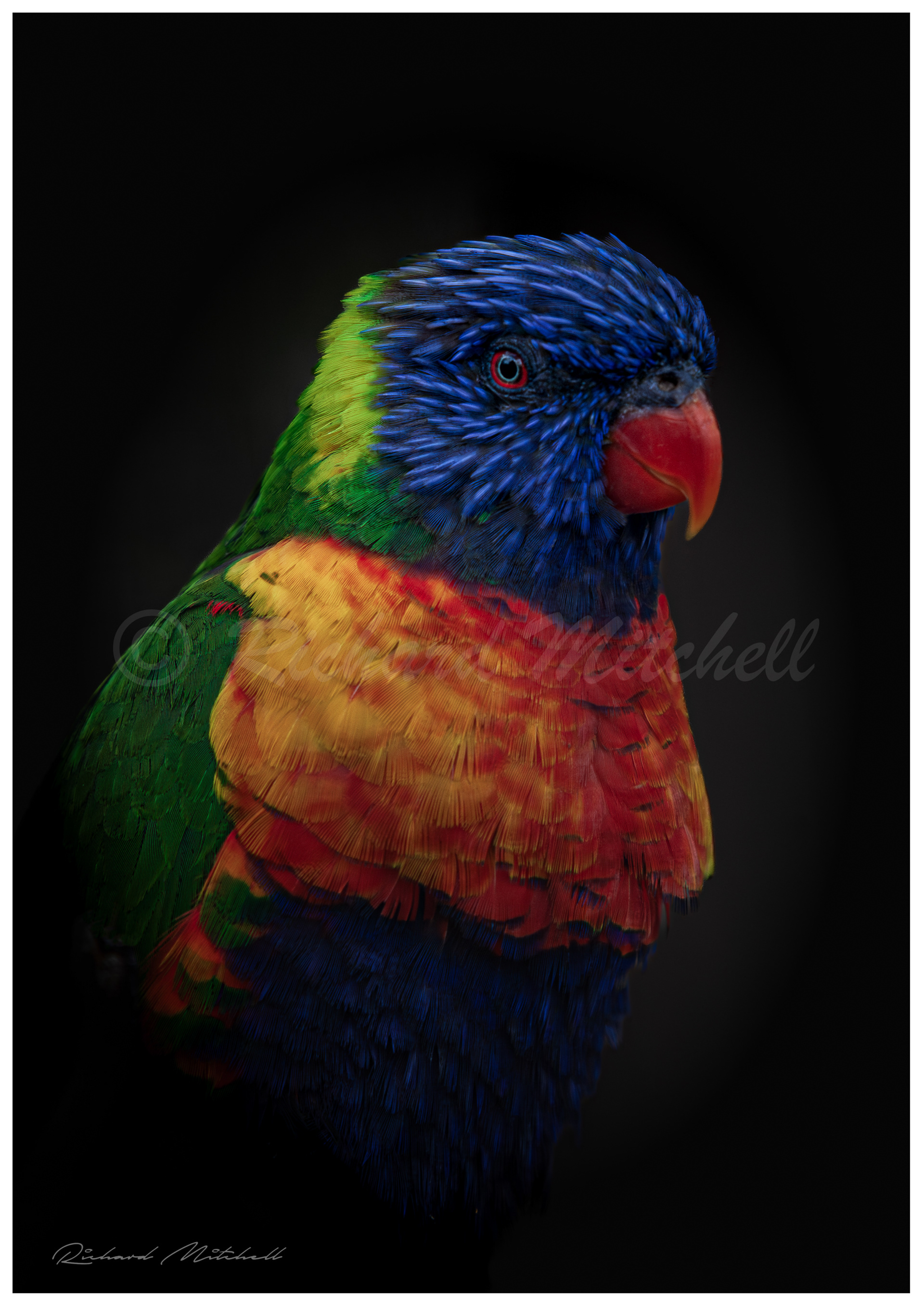 Rainbow Lorikeet
