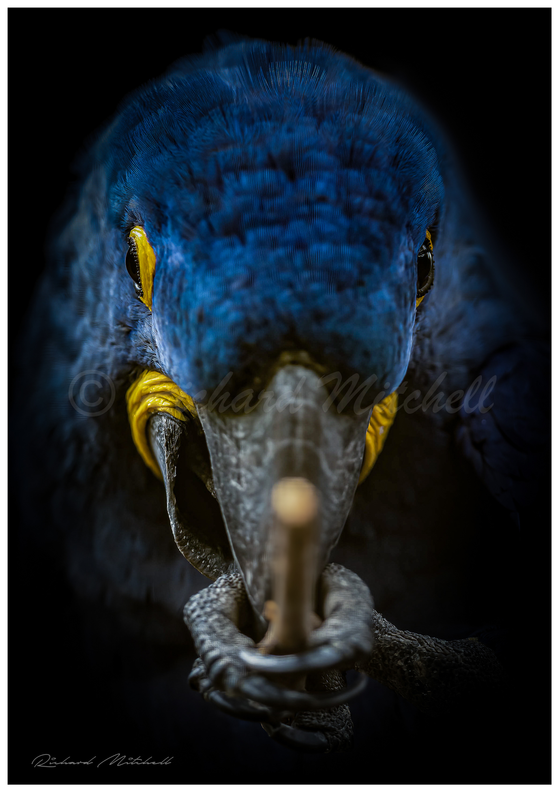 Hyacinth Macaw