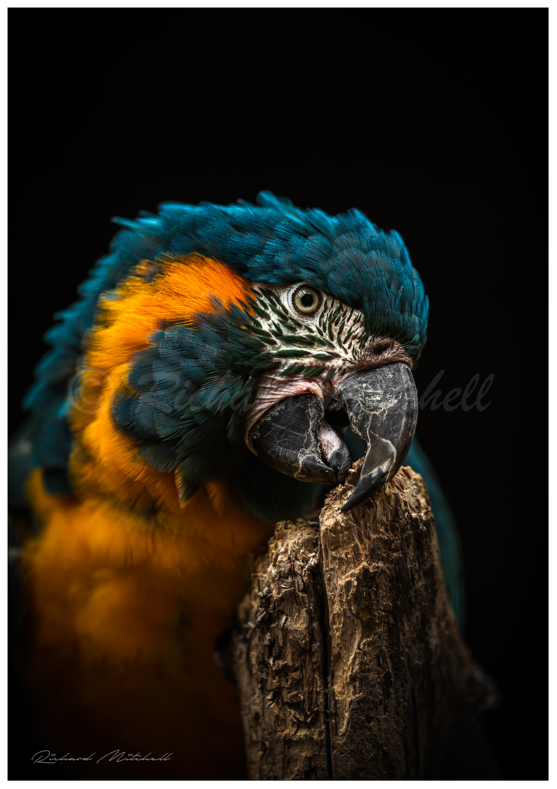 Blue Throated Macaw 3