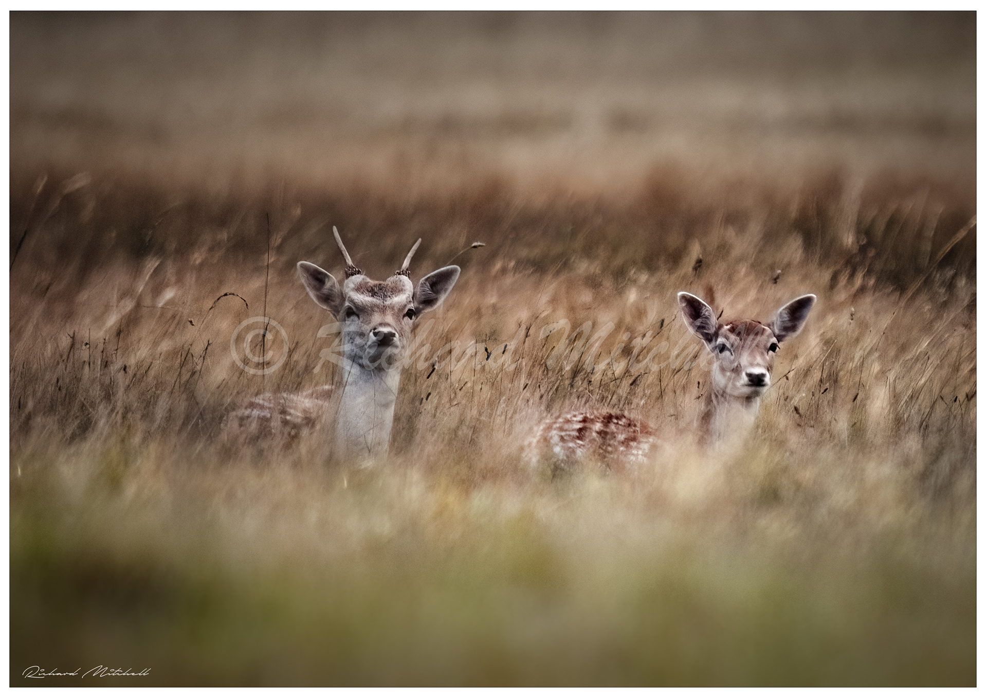 Fallow Deers 2