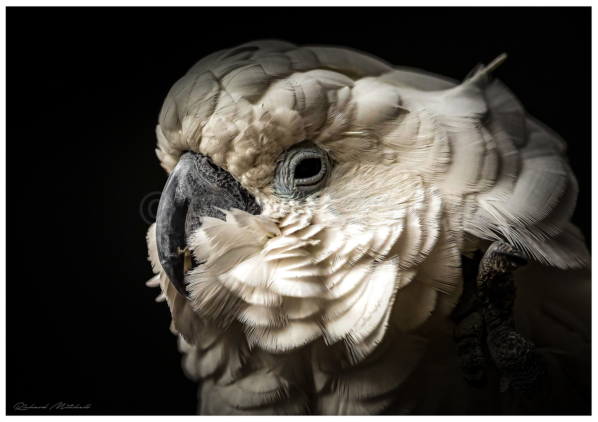 Cockatoo 1