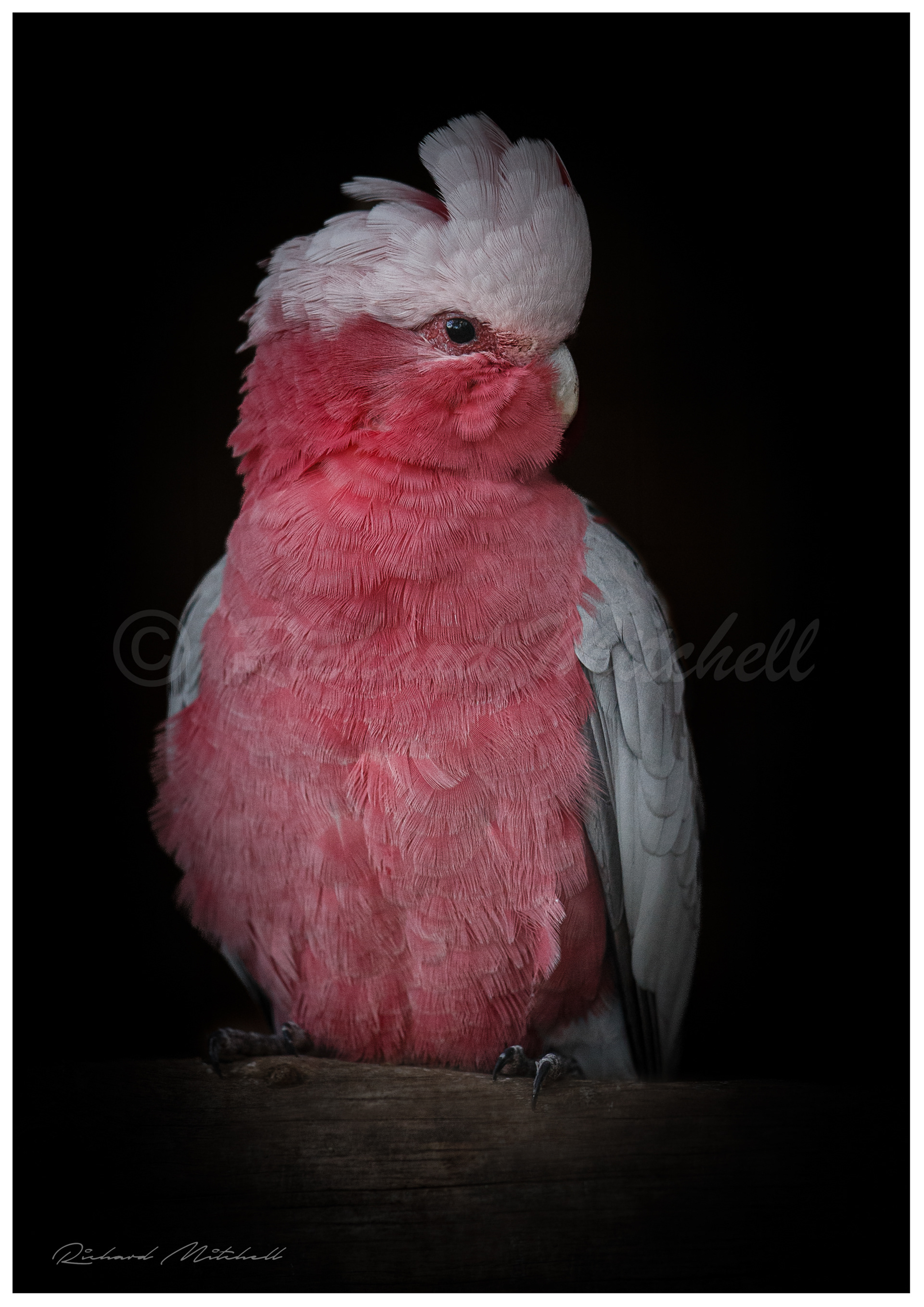 Galah