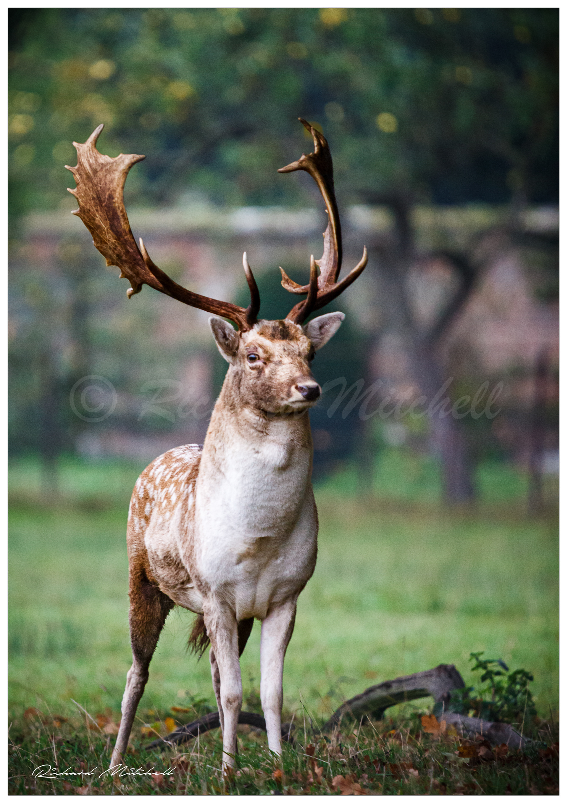 Fallow Stag 3