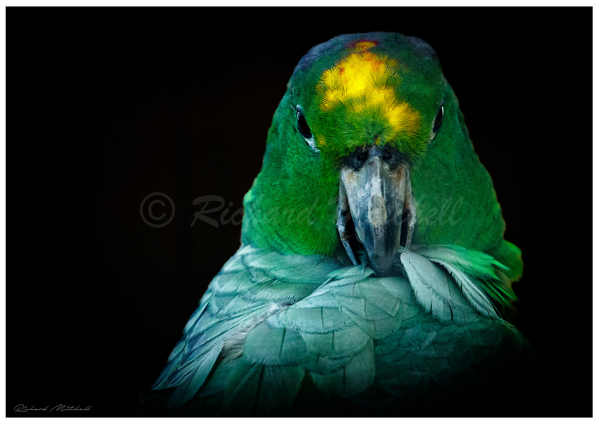 Mealy Amazon Parrot