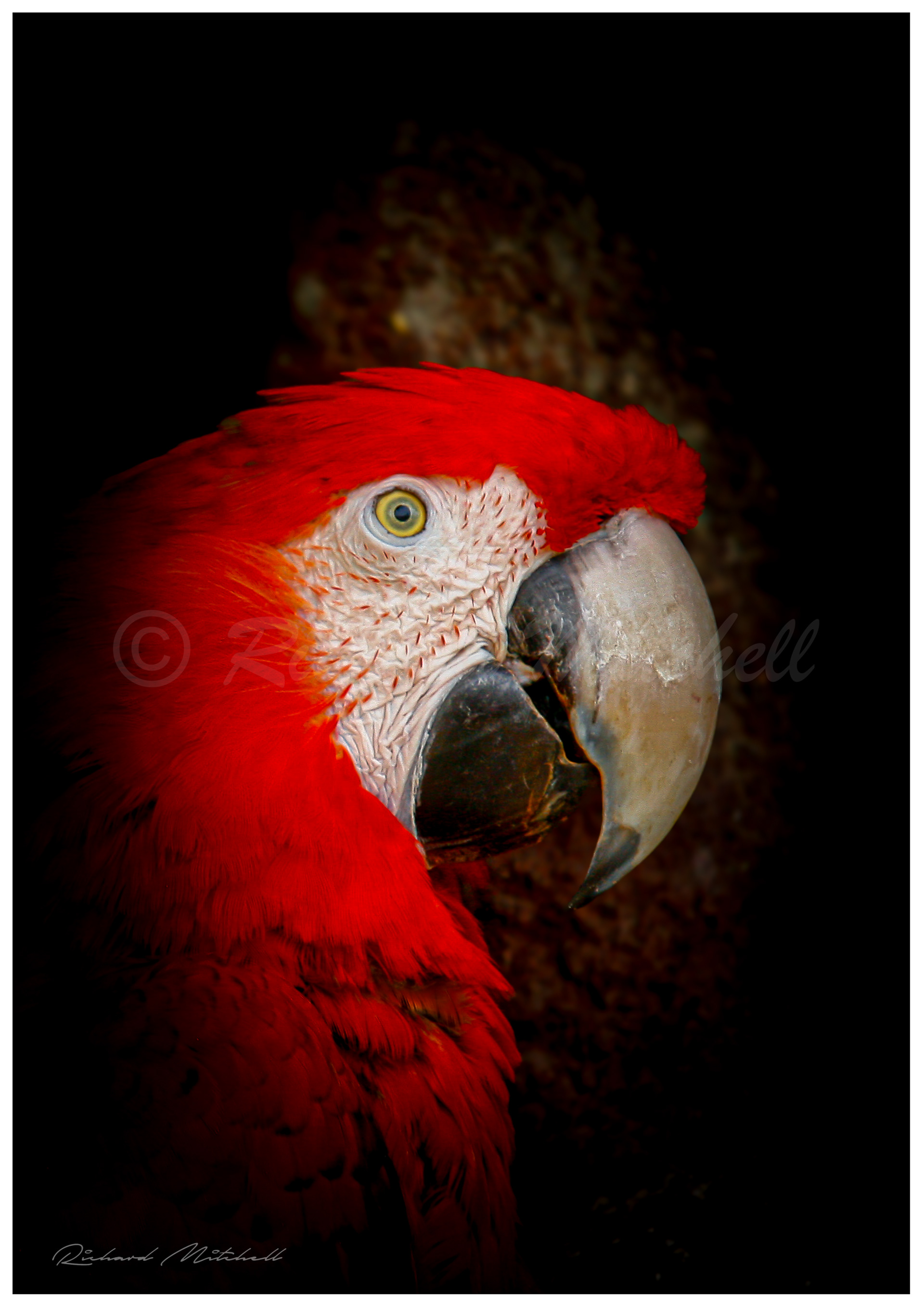 Scarlet Macaw 2