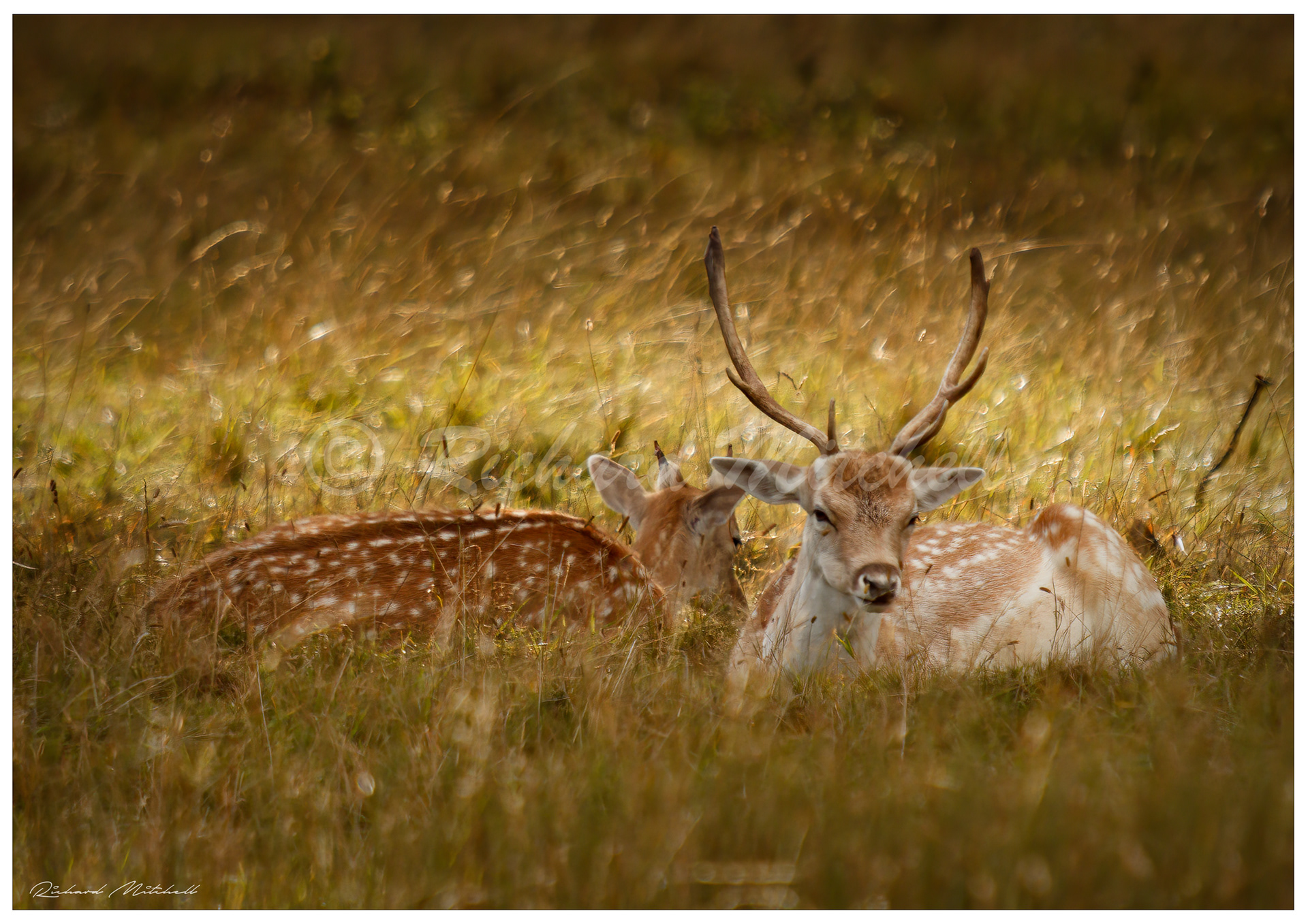 Fallow Deers 1