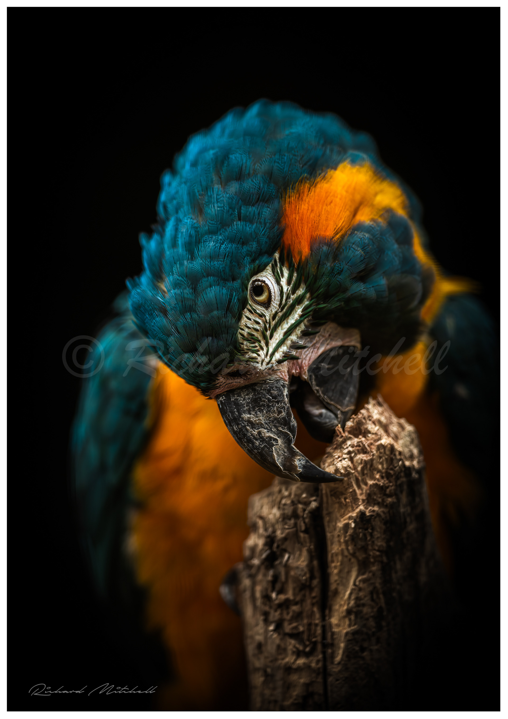 Blue Throated Macaw 1