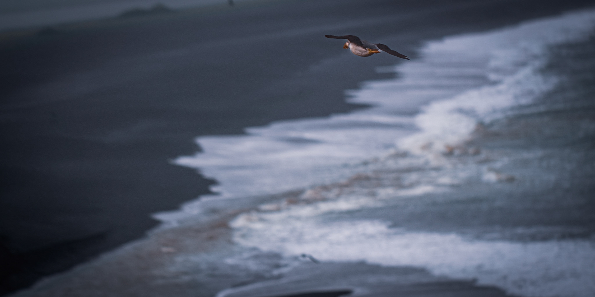 Puffins