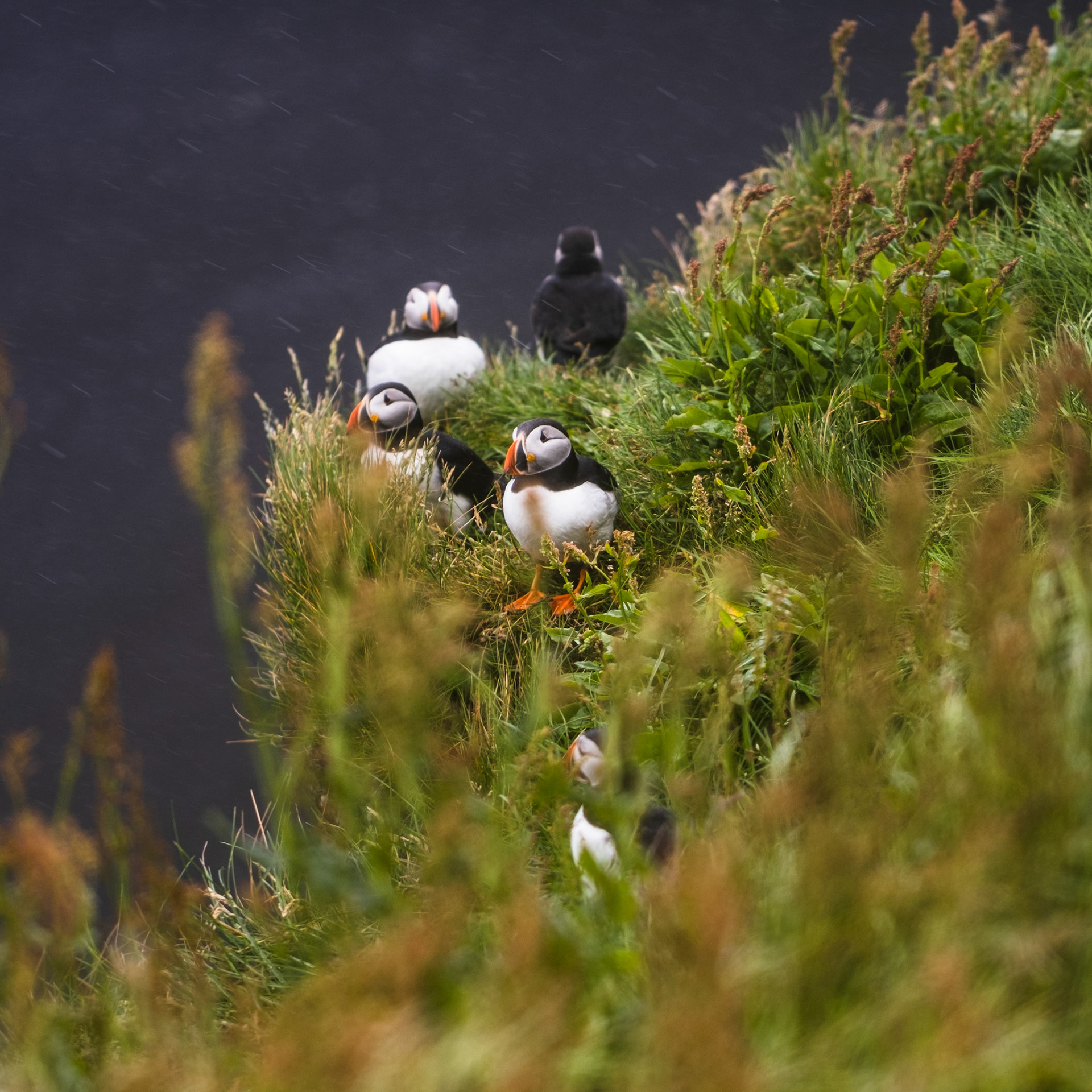 Puffins