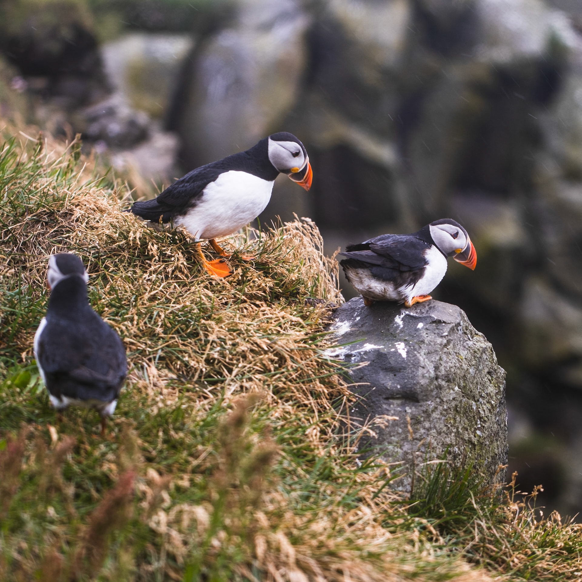 Puffins