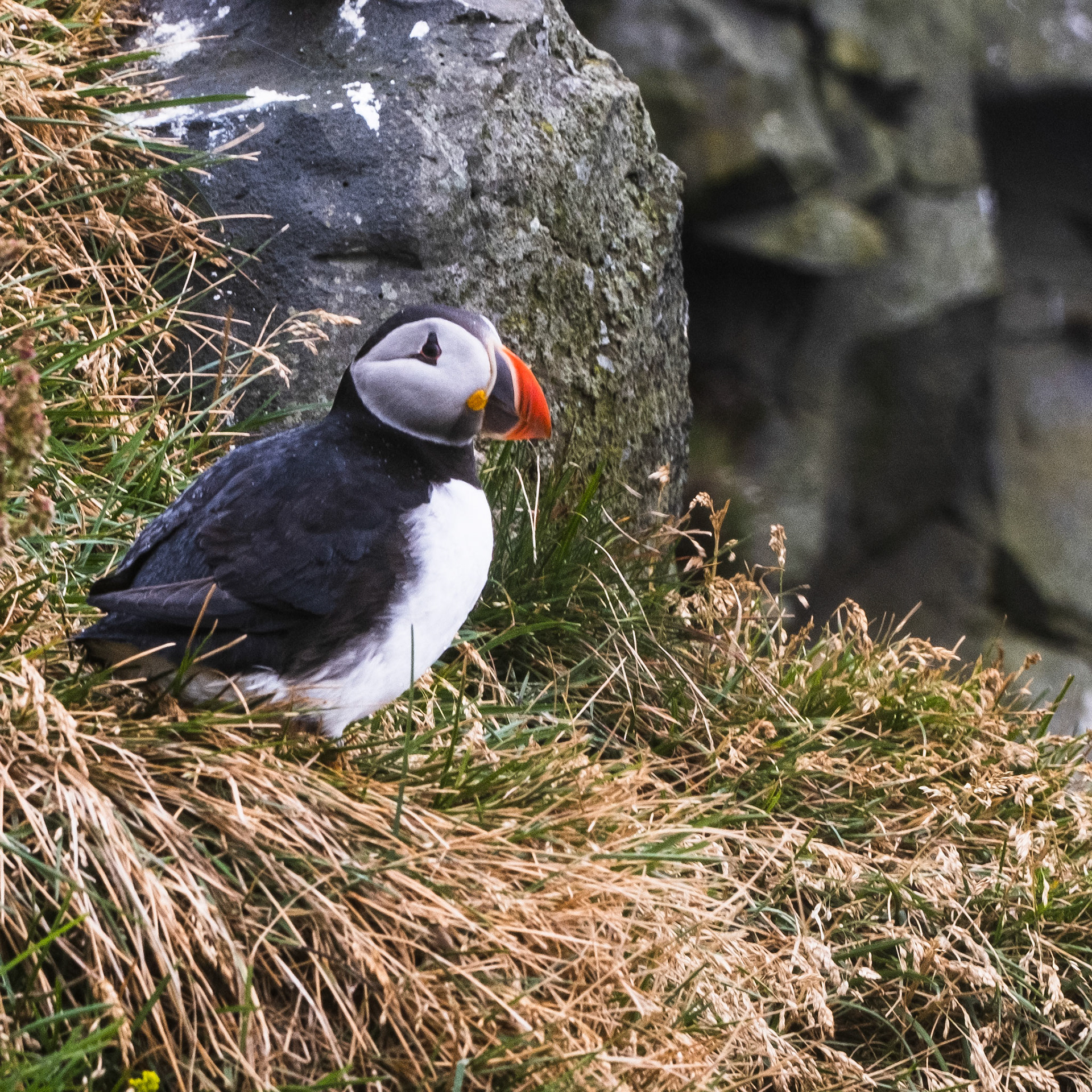 Puffins