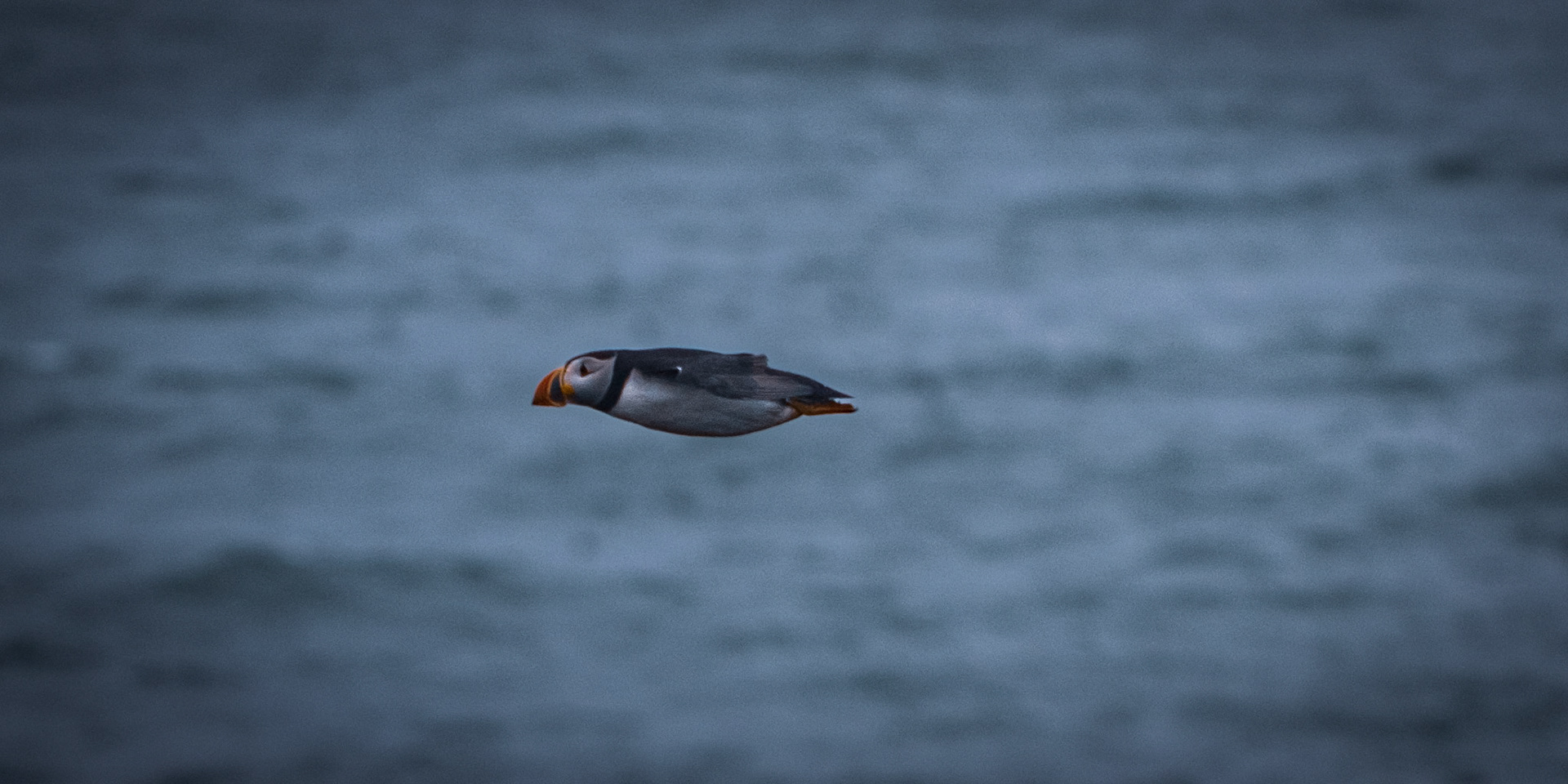 Puffins