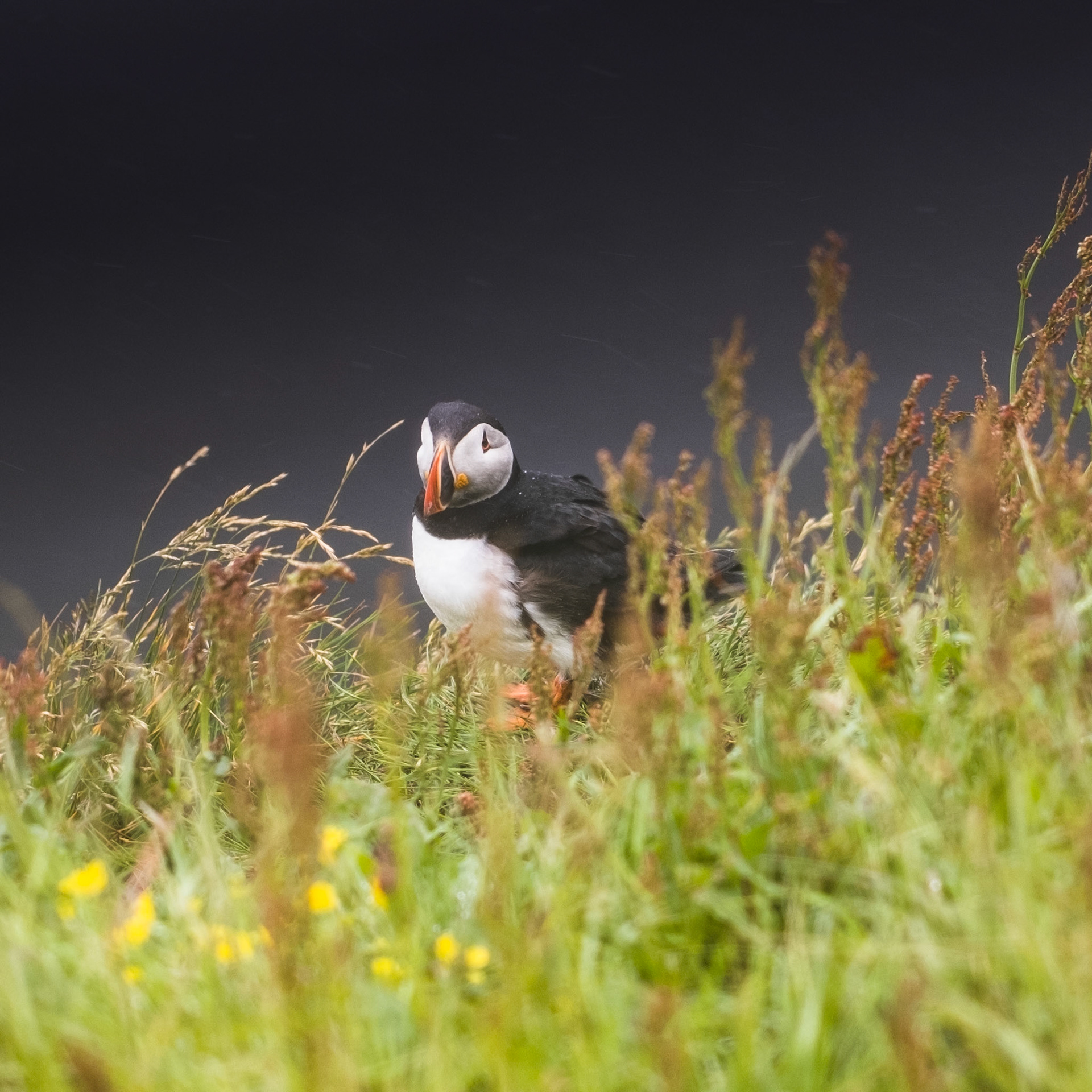 Puffins